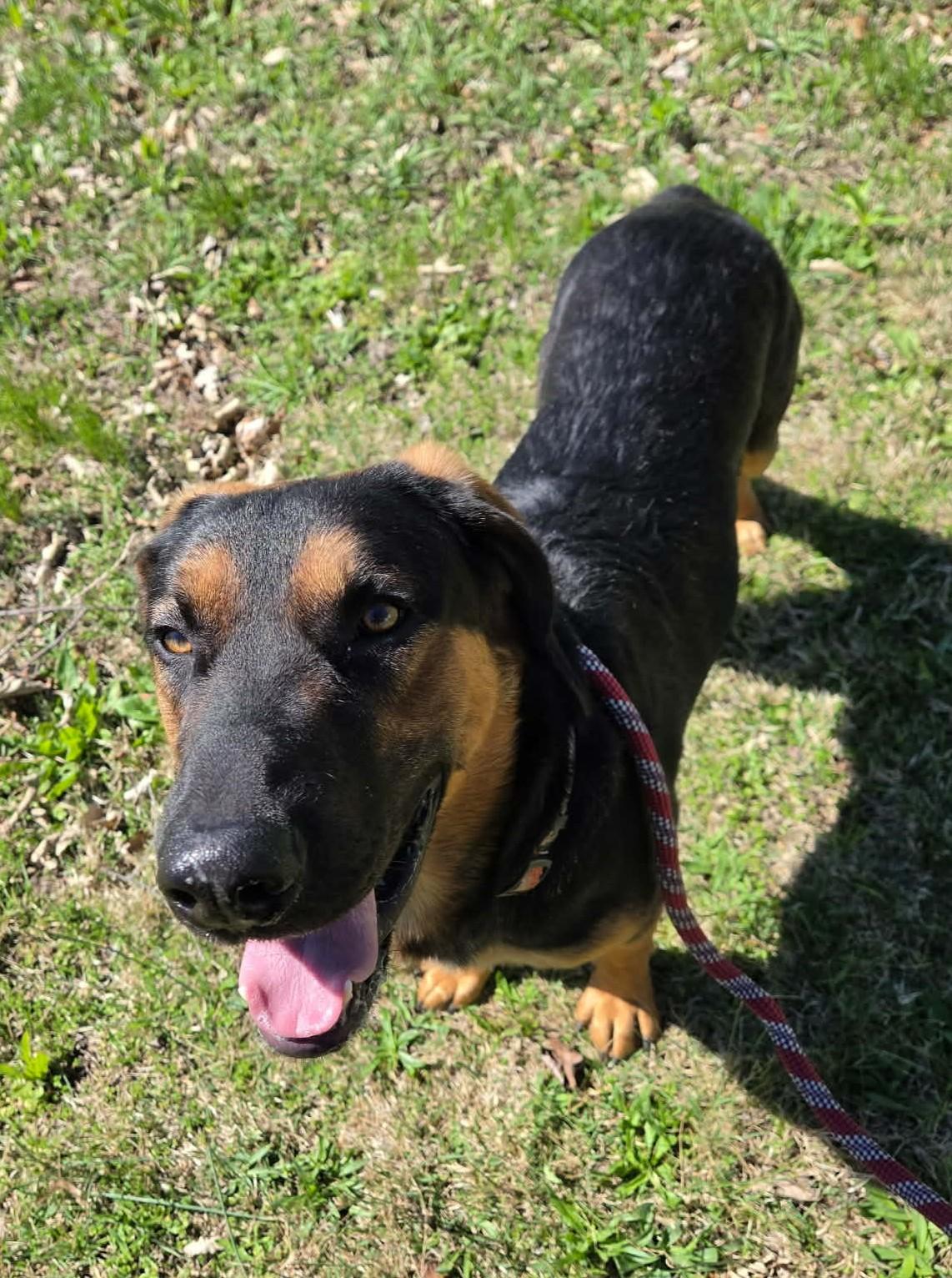 Enlarge Rob, a ADOPTABLE mixed breed in Maryville, MO image 5/5