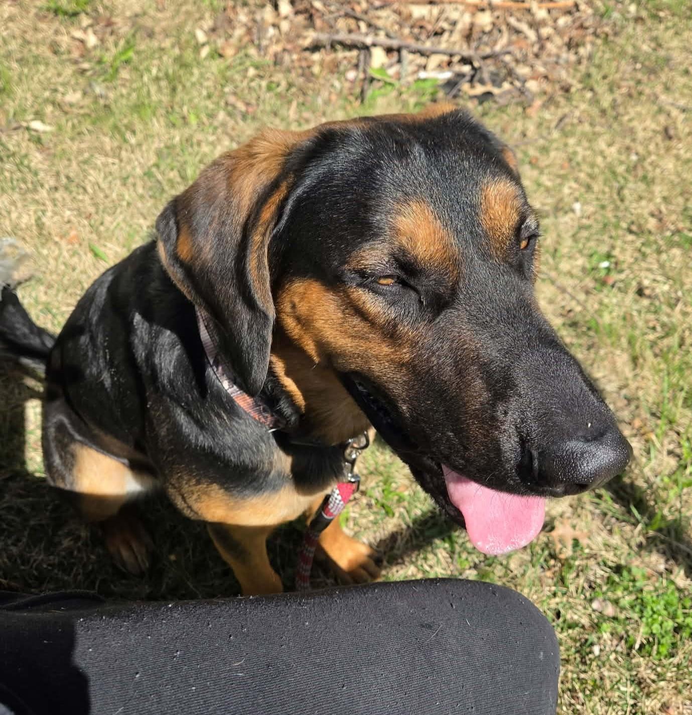 Enlarge Rob, a ADOPTABLE mixed breed in Maryville, MO image 4/5