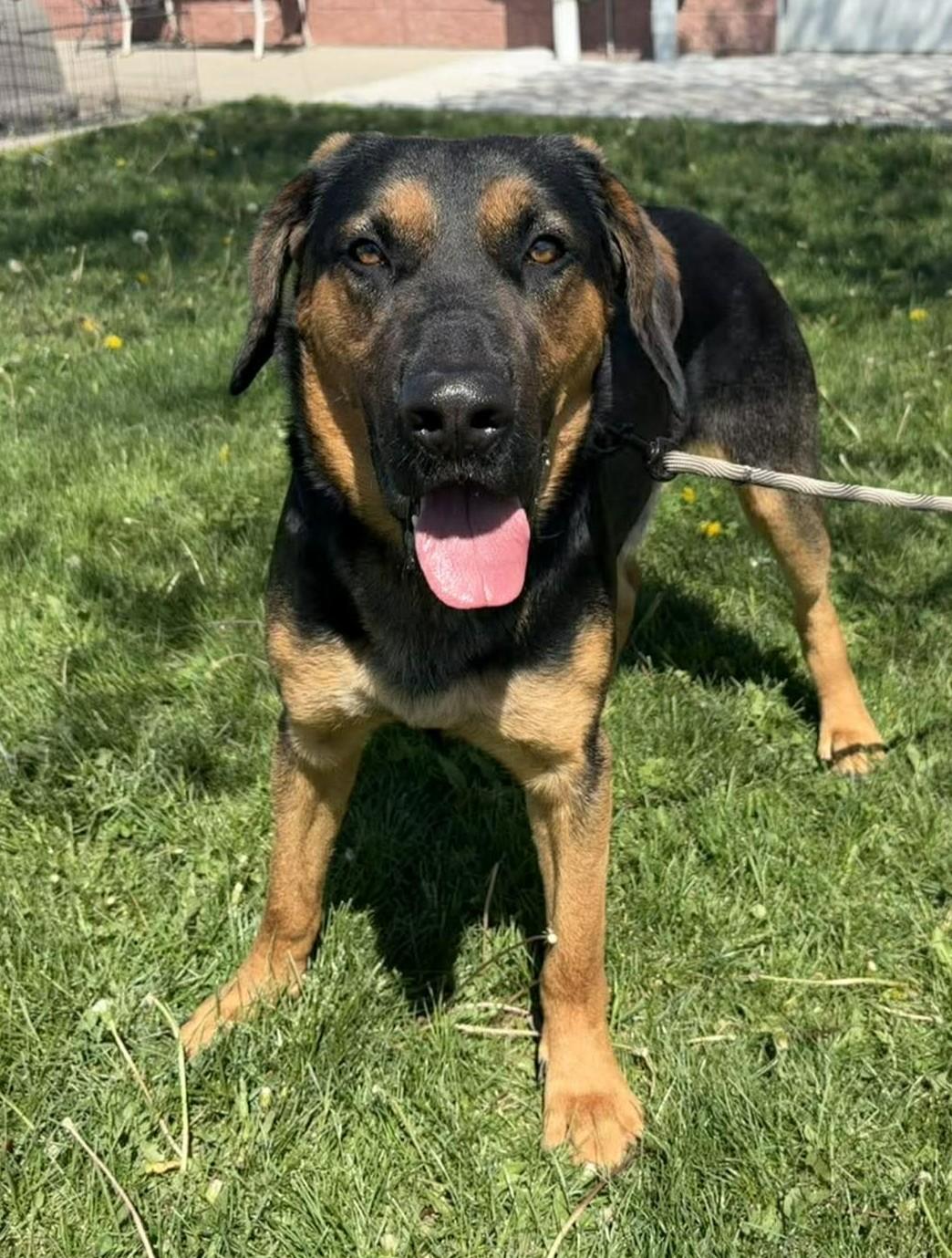 Enlarge Rob, a ADOPTABLE mixed breed in Maryville, MO image 1/5