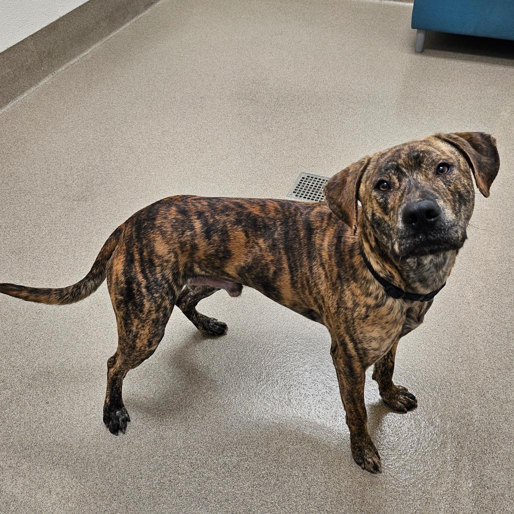 Biggie, Adoptable, Young Male Pit Bull Terrier & Labrador Retriever.