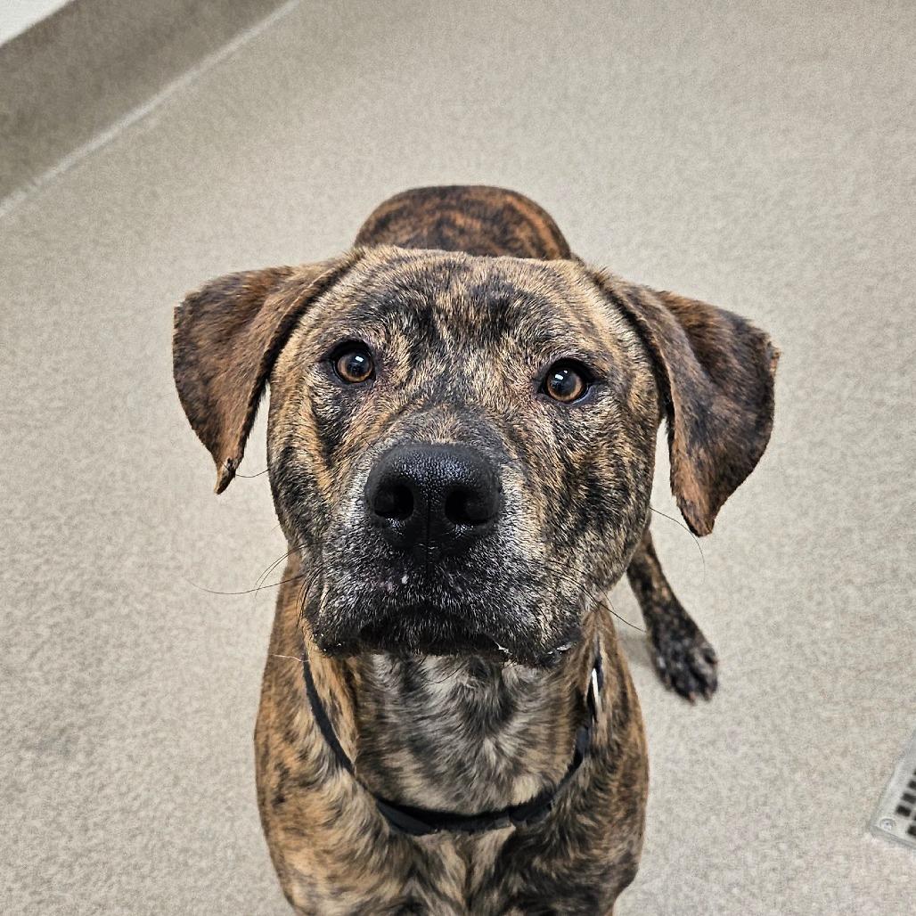 Enlarge Biggie, a Adoptable mixed breed in Chatham, VA image 2/6