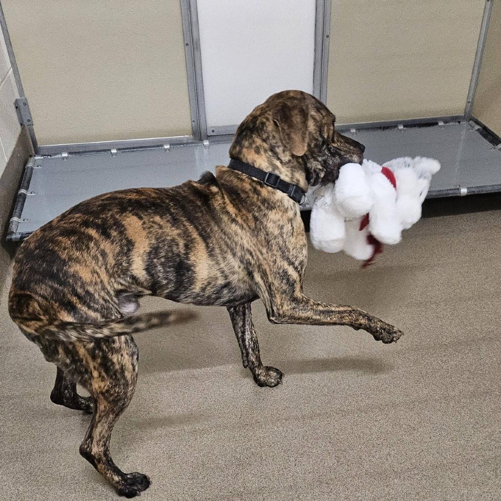 Enlarge Biggie, a Adoptable mixed breed in Chatham, VA image 3/6