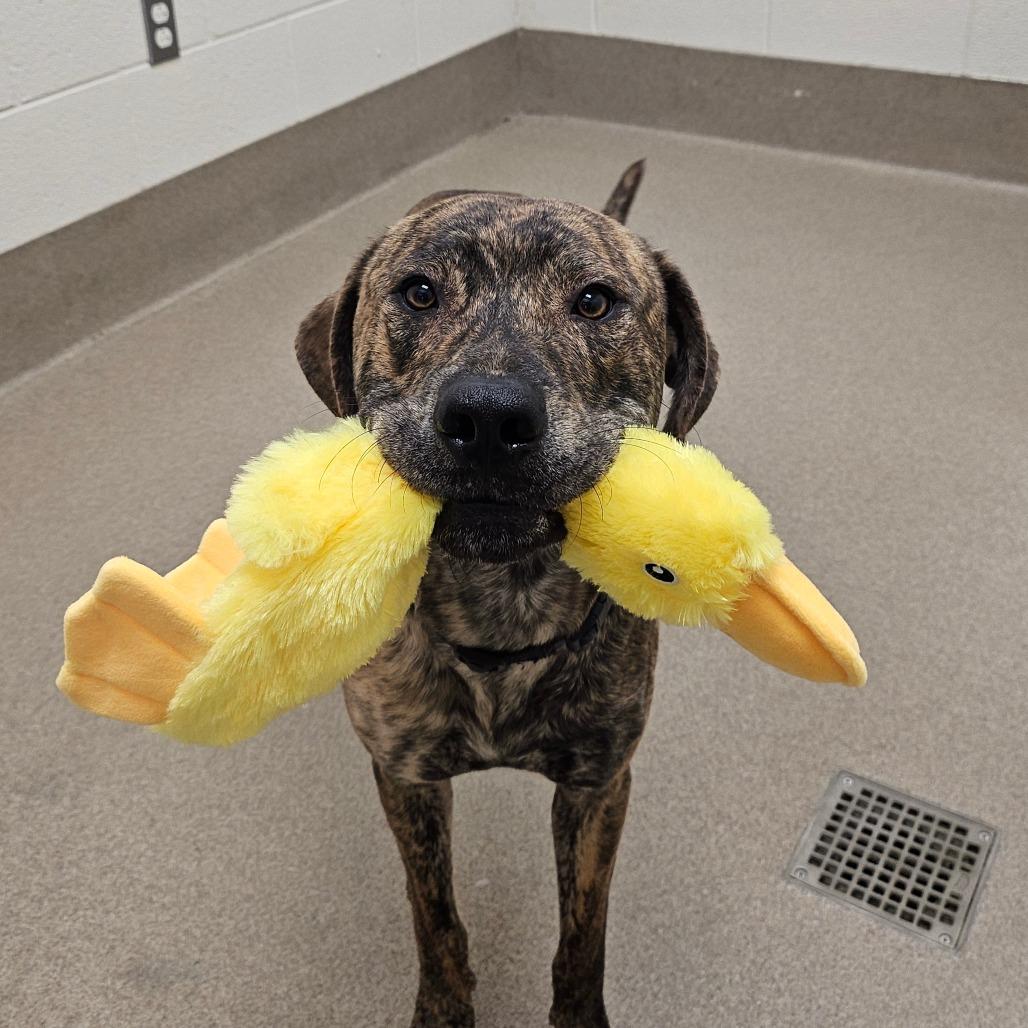 Enlarge Biggie, a Adoptable mixed breed in Chatham, VA image 5/6