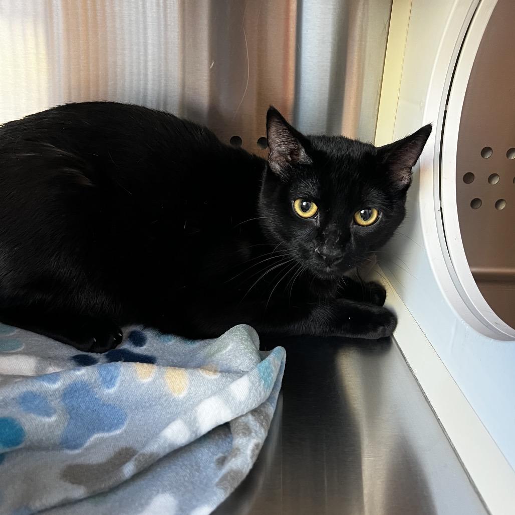 Stevie, Adoptable, Young Male Domestic Short Hair.