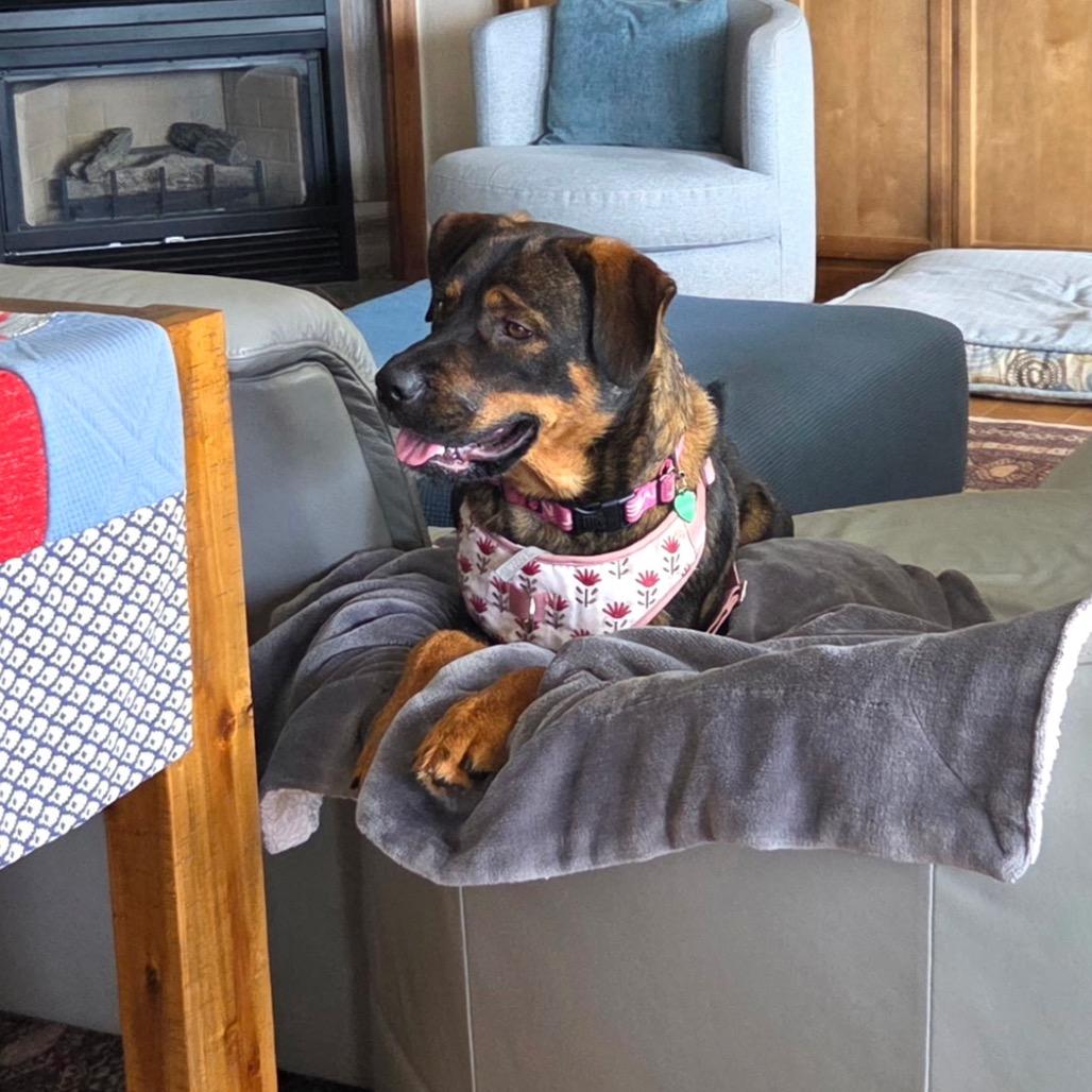 Sable, a Adoptable mixed breed in Ashland, OR image 2/4