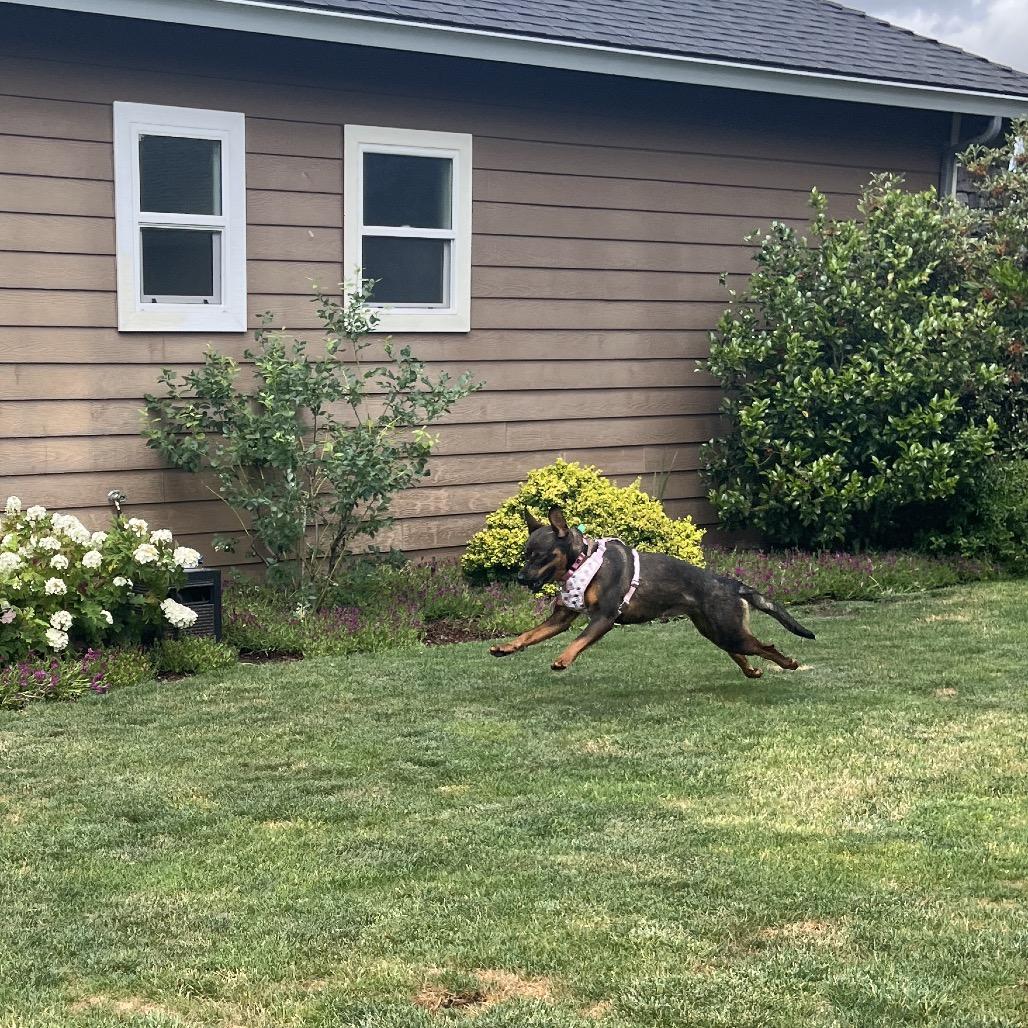 Sable, a Adoptable mixed breed in Ashland, OR image 3/4