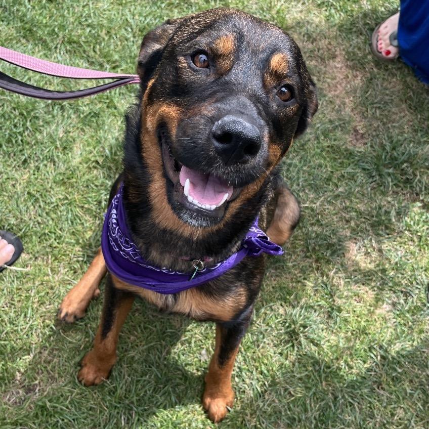 Sable, Adoptable, Young Female Rottweiler & Siberian Husky.