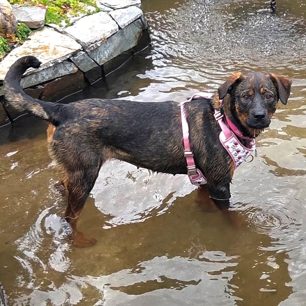 Sable, a Adoptable mixed breed in Ashland, OR image 4/4