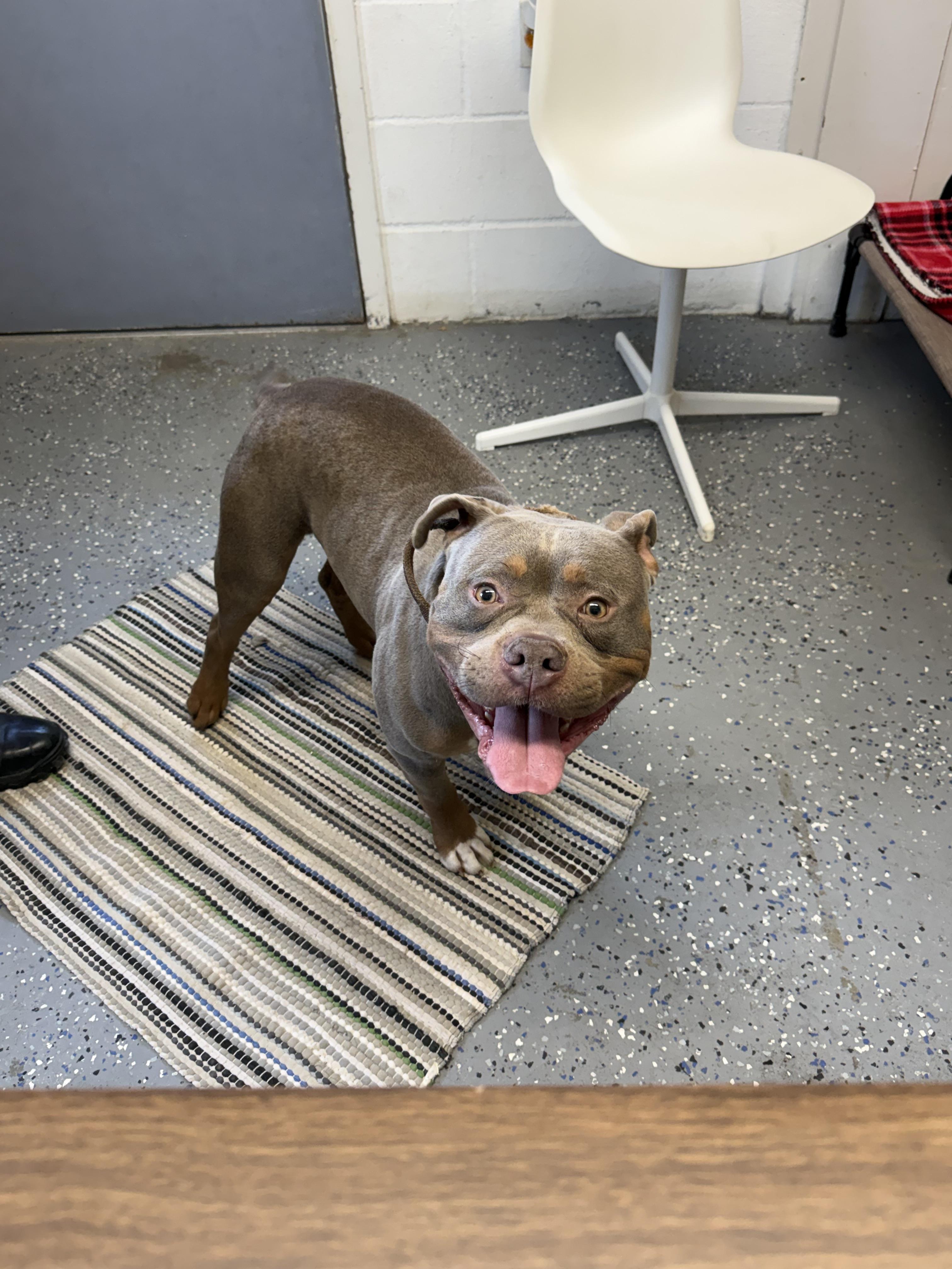 Enlarge Zane, an adopted American Bully in Lewisburg, TN image 2/2