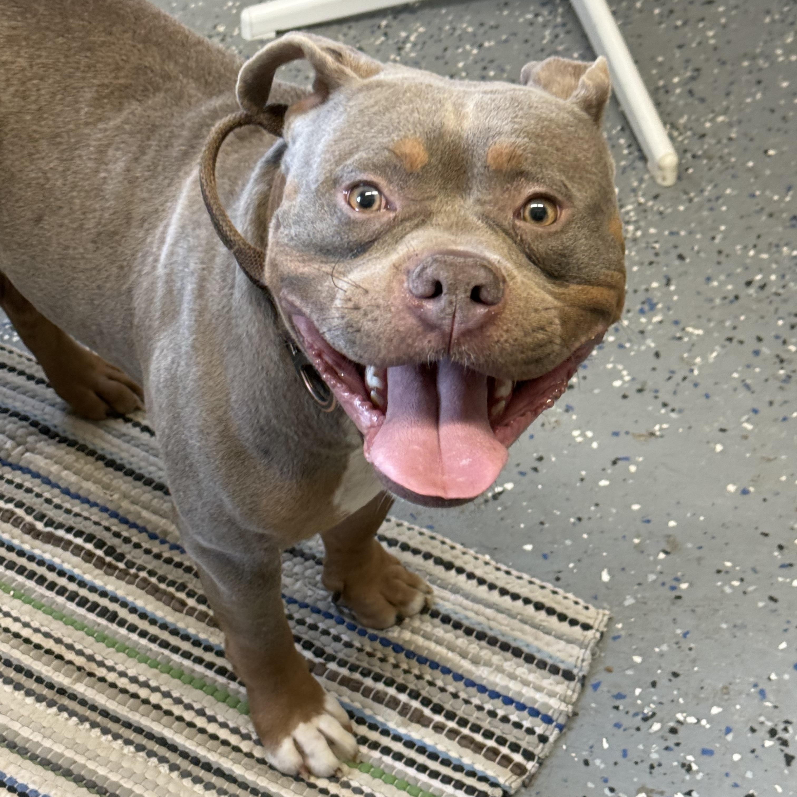 Zane, Adoptable, Young Male American Bully.