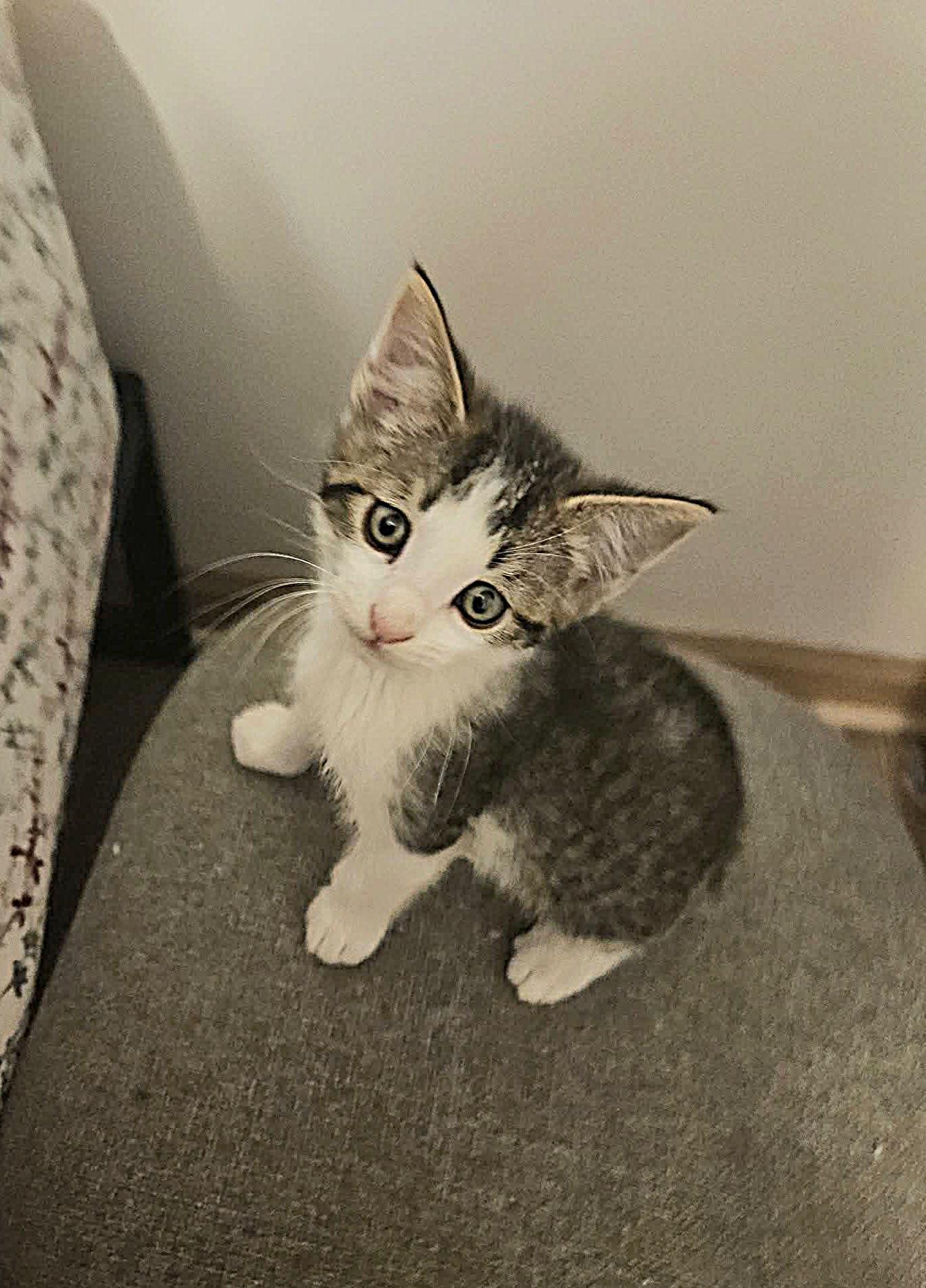 Sammy - Sweet and affectionate kitten