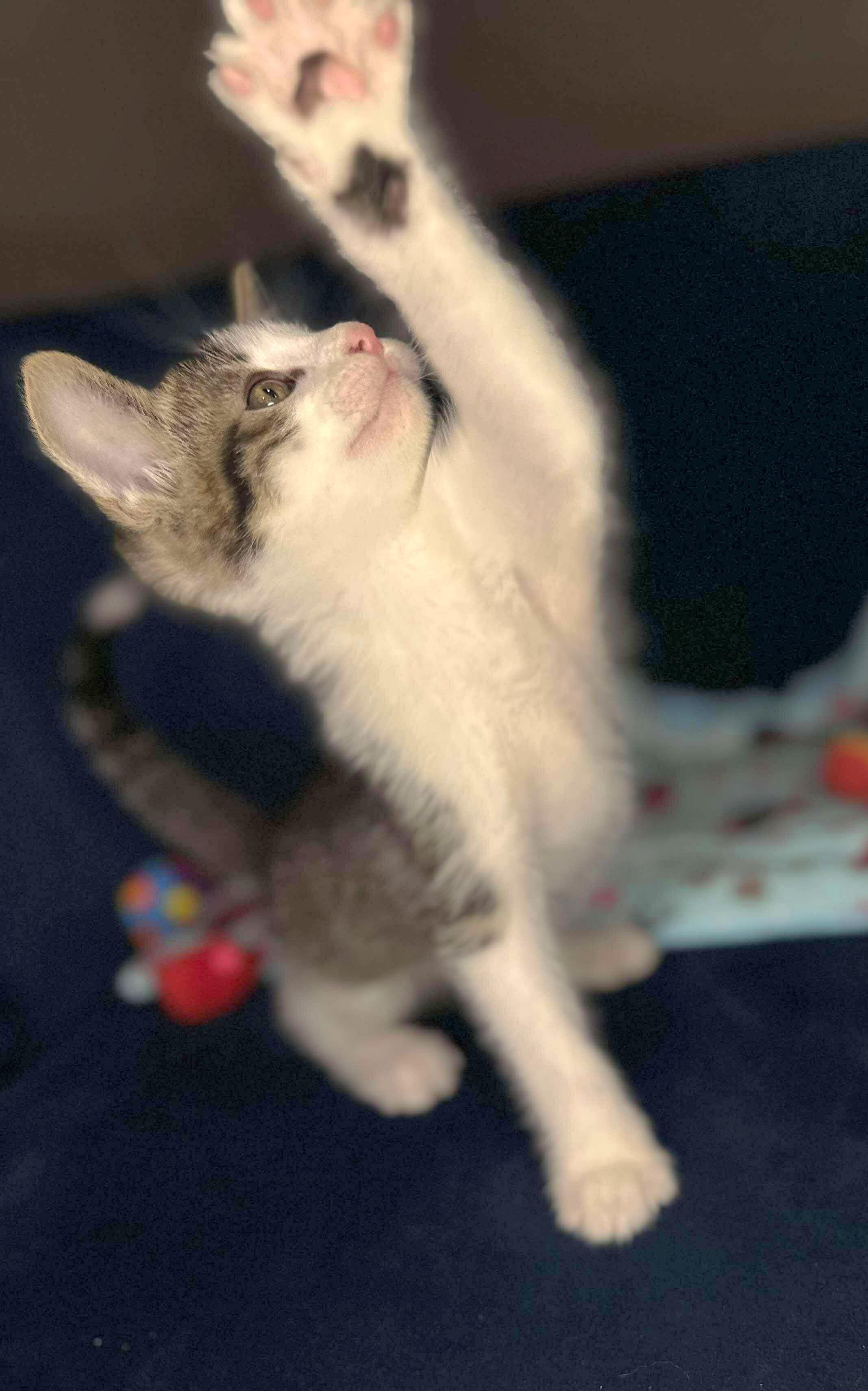 Sammy - Sweet and affectionate kitten