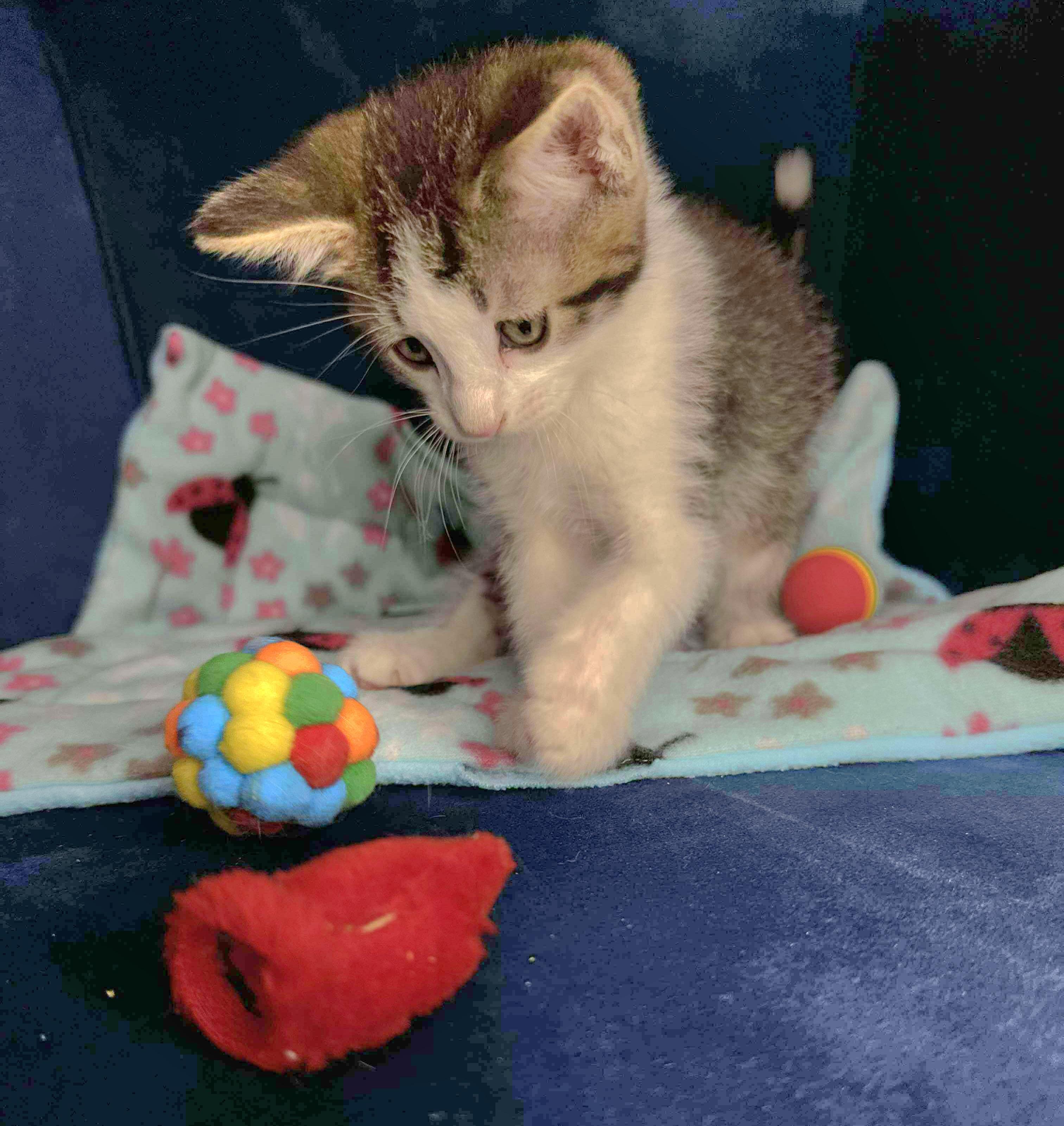 Sammy - Sweet and affectionate kitten