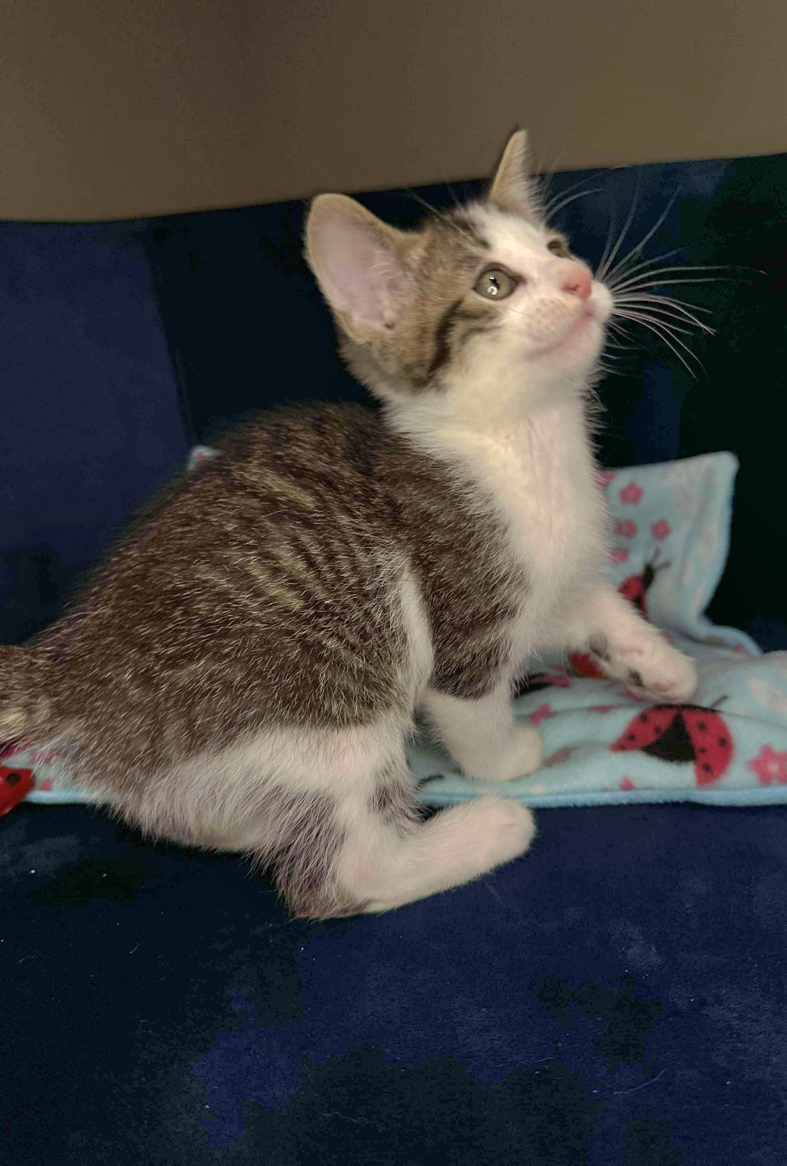 Sammy - Sweet and affectionate kitten