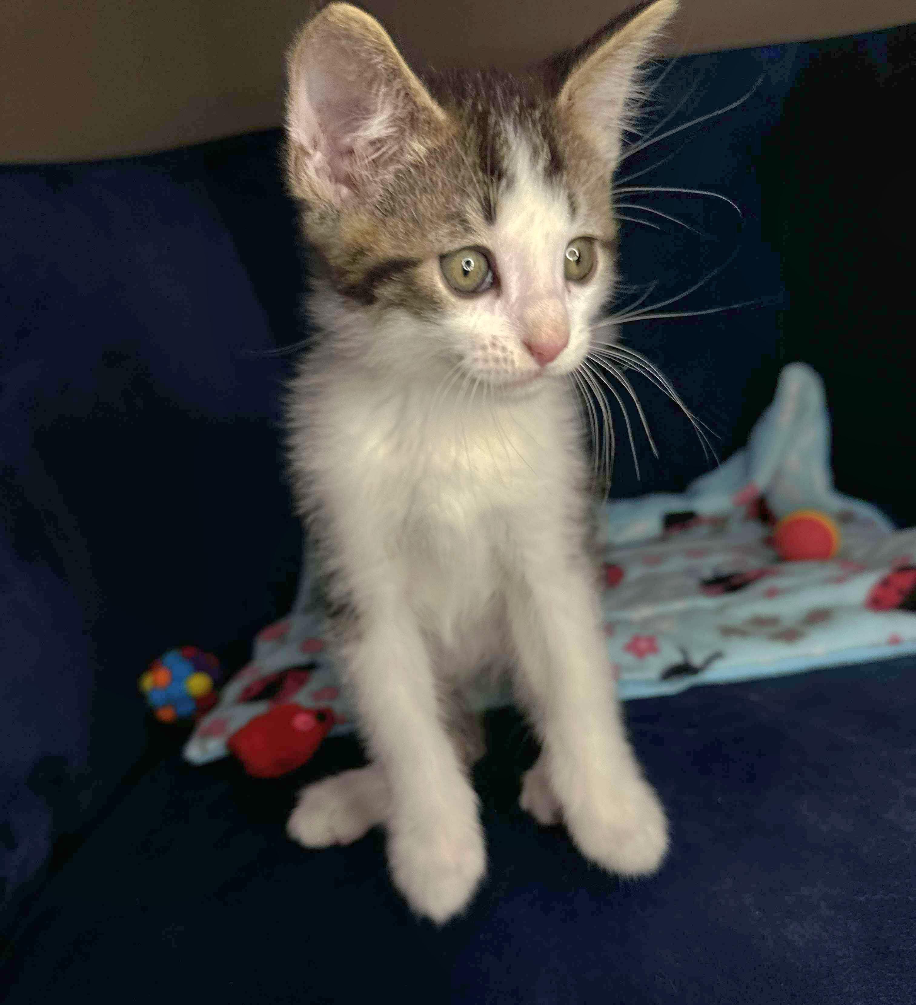 Sammy - Sweet and affectionate kitten