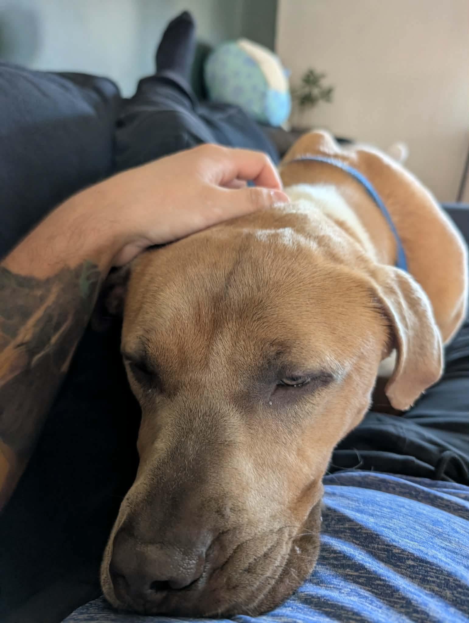 Enlarge Hermes, a Adoptable American Staffordshire Terrier in Tonawanda, NY image 1/3