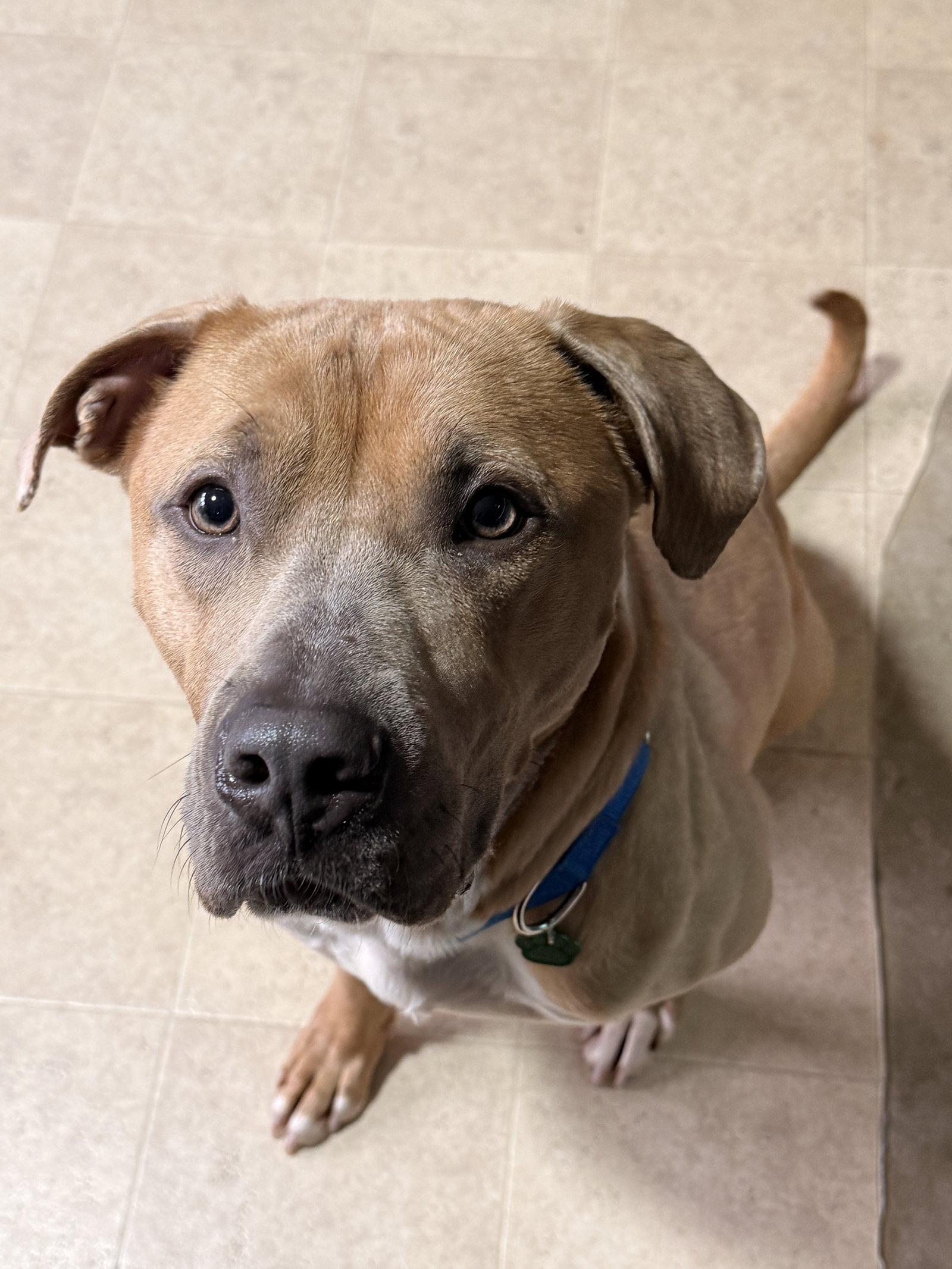 Enlarge Hermes, a Adoptable American Staffordshire Terrier in Tonawanda, NY image 2/3