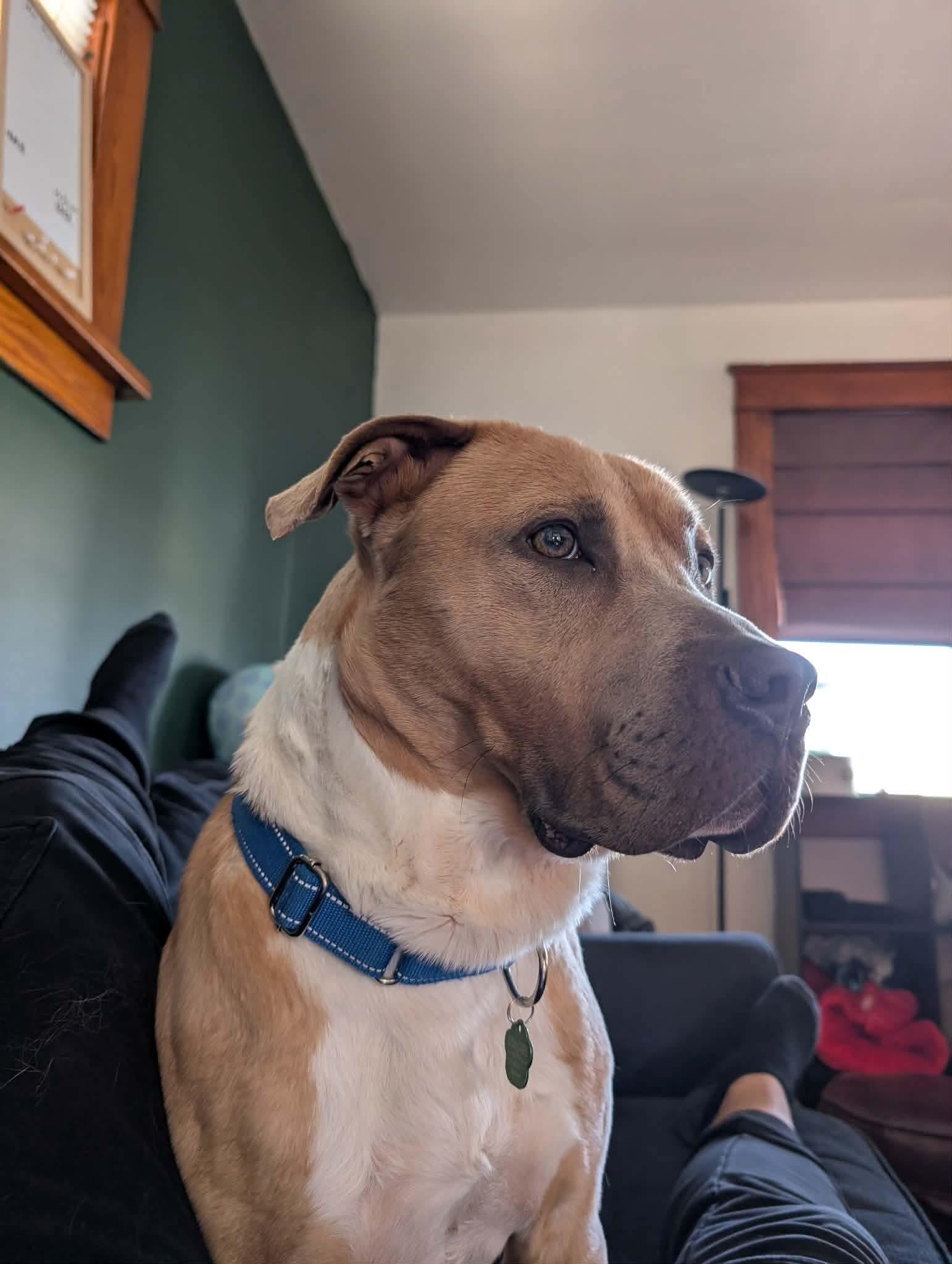 Enlarge Hermes, a Adoptable American Staffordshire Terrier in Tonawanda, NY image 3/3