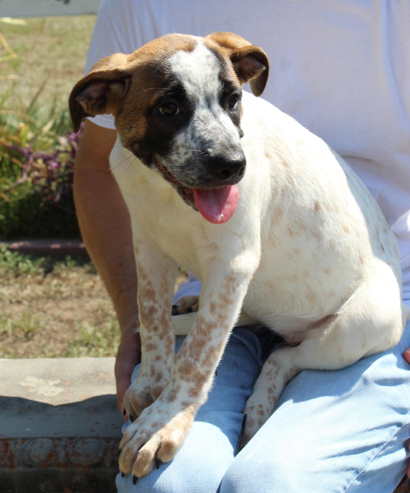 Enlarge Chunk 44165, a Adoptable mixed breed in Prattville, AL image 1/3