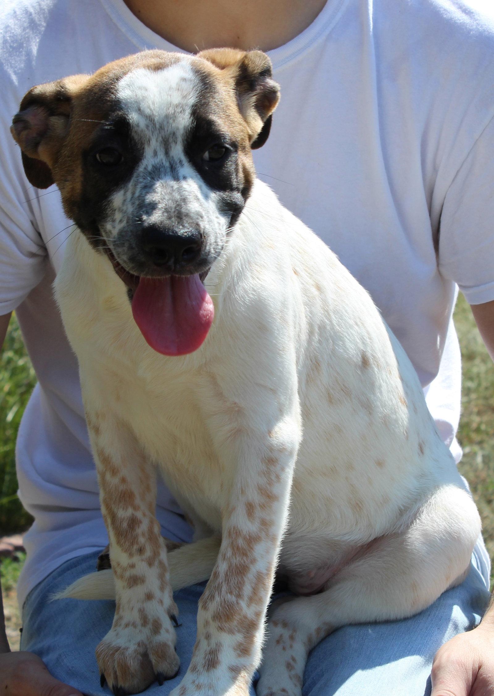 Enlarge Chunk 44165, a Adoptable mixed breed in Prattville, AL image 2/3