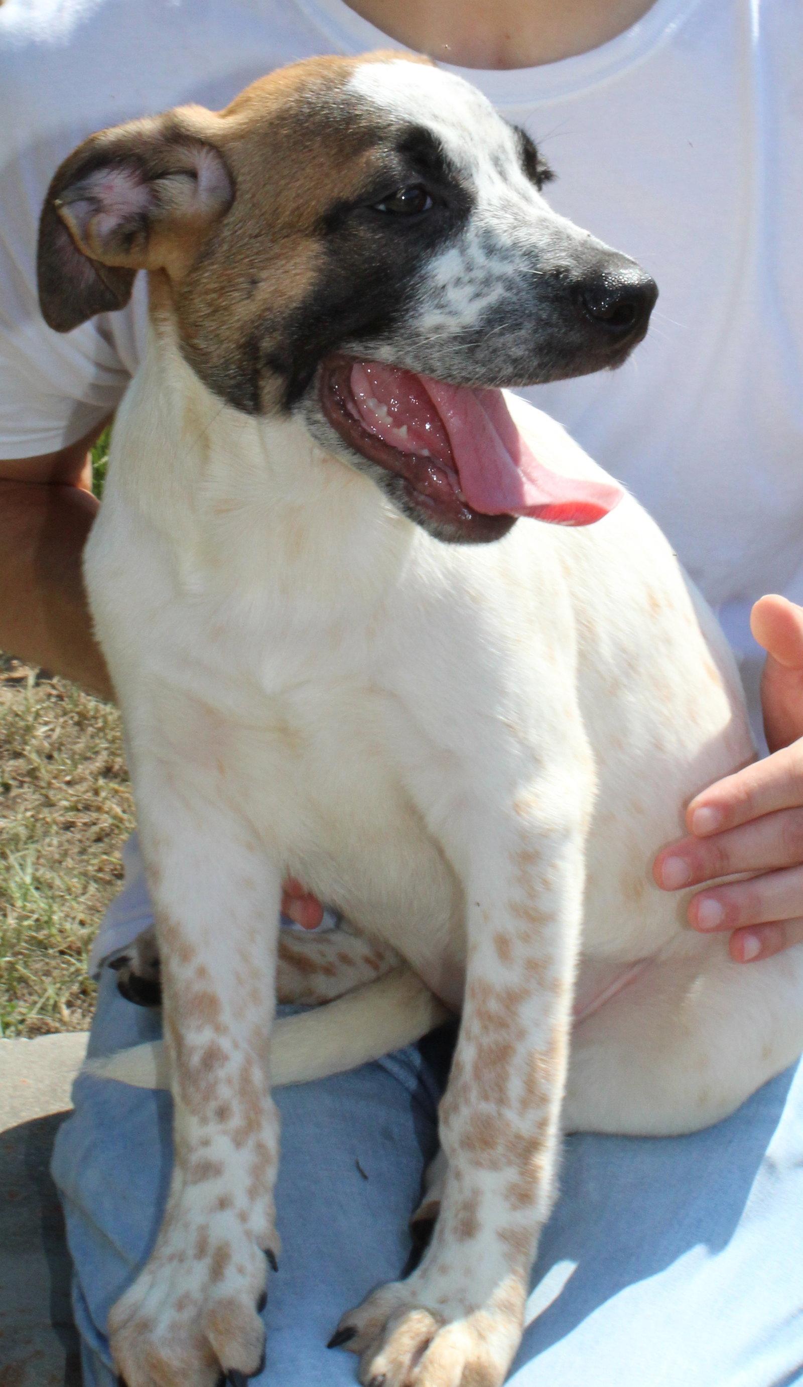 Enlarge Chunk 44165, a Adoptable mixed breed in Prattville, AL image 3/3