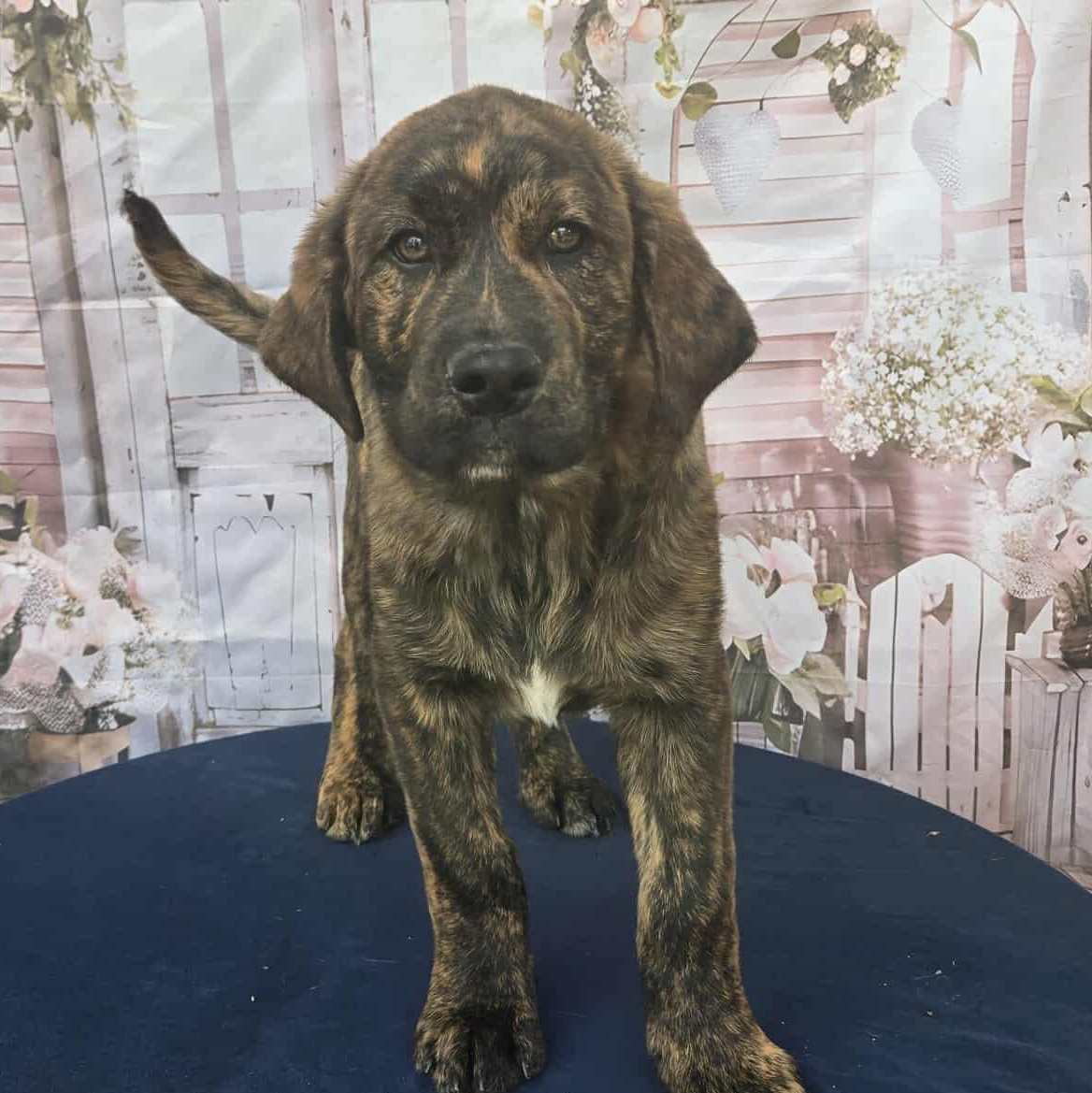 Slightly, Adoptable, Young Male Labrador Retriever & Catahoula Leopard Dog.