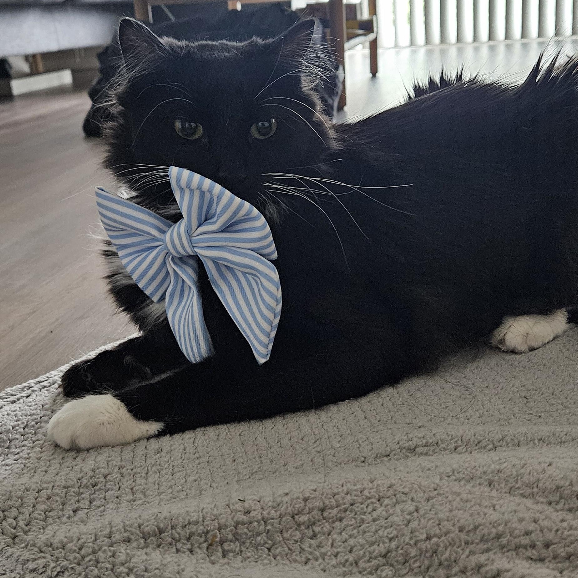 Alvin, a ADOPTABLE Domestic Long Hair in Gig Harbor, WA image 4/4