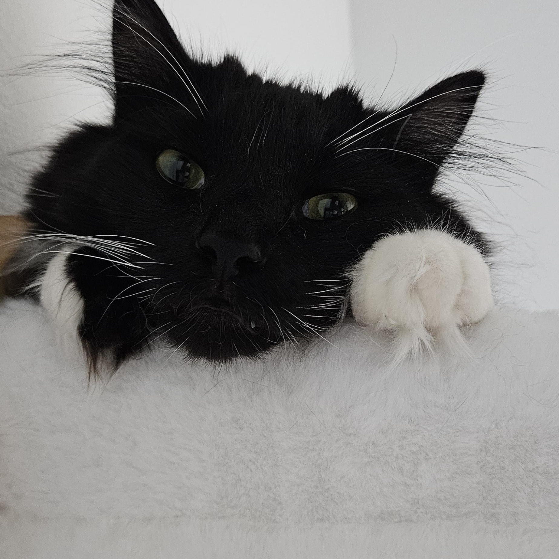 Alvin, a ADOPTABLE Domestic Long Hair in Gig Harbor, WA image 1/4