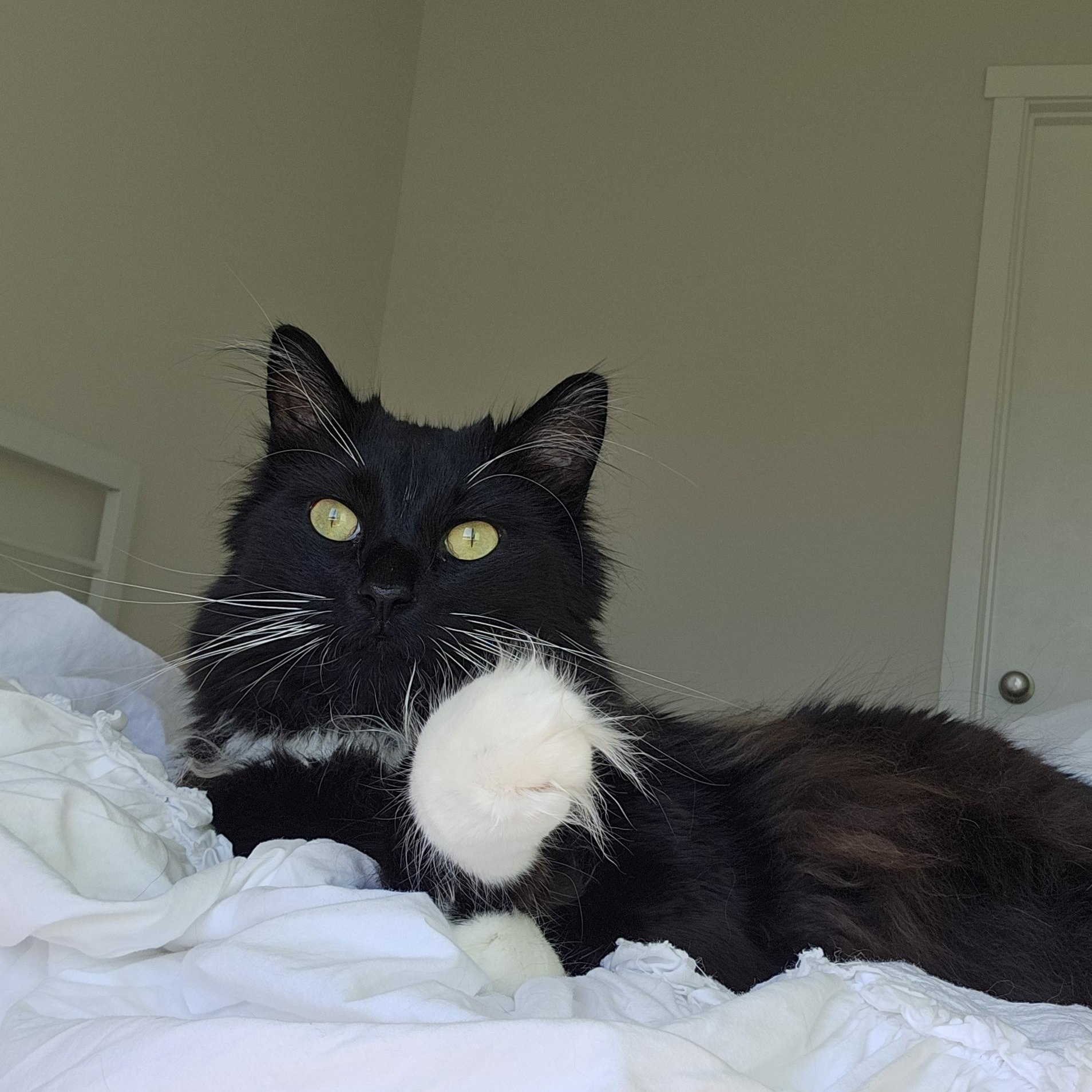 Alvin, a ADOPTABLE Domestic Long Hair in Gig Harbor, WA image 2/4
