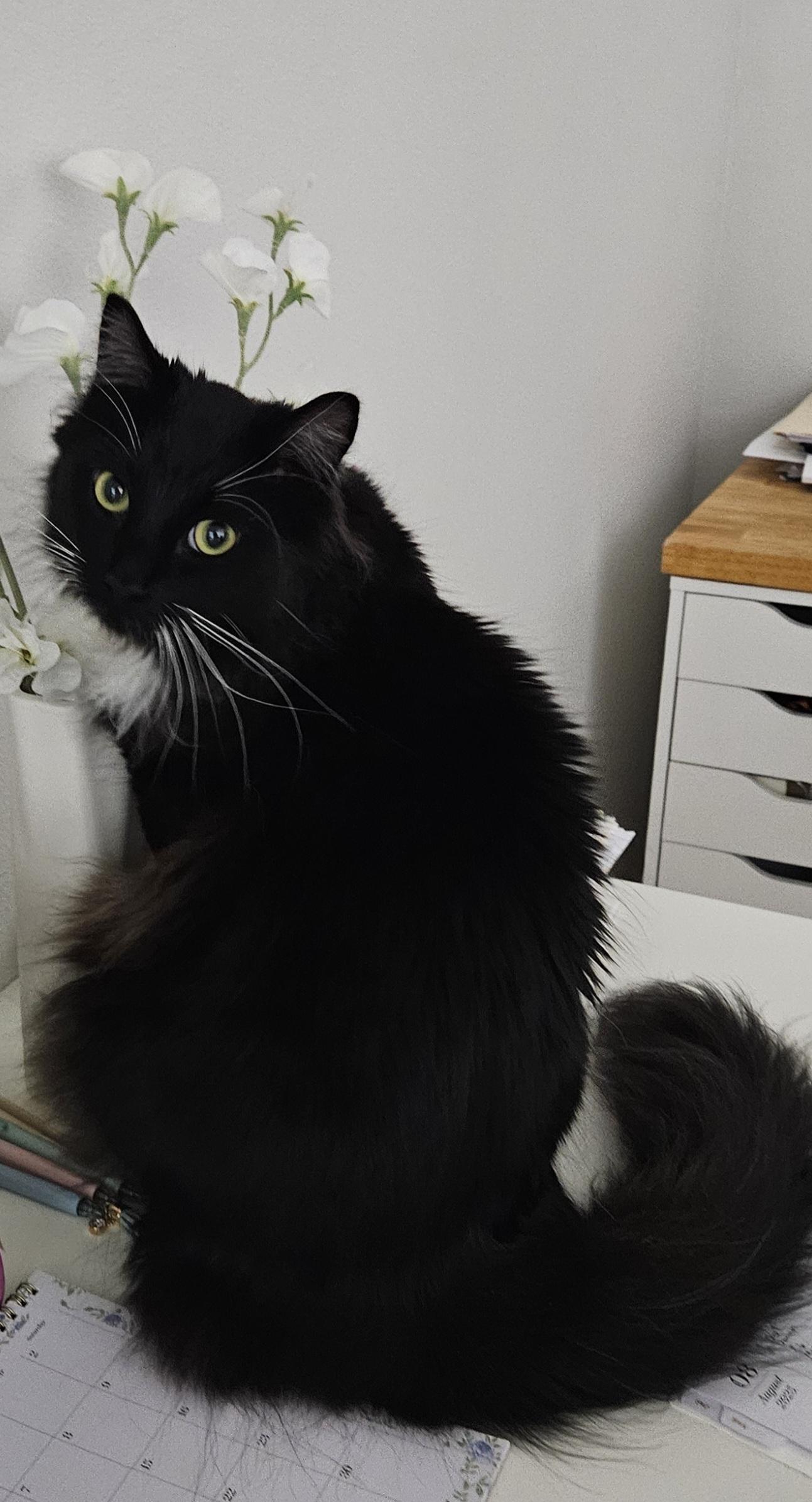 Alvin, a ADOPTABLE Domestic Long Hair in Gig Harbor, WA image 3/4