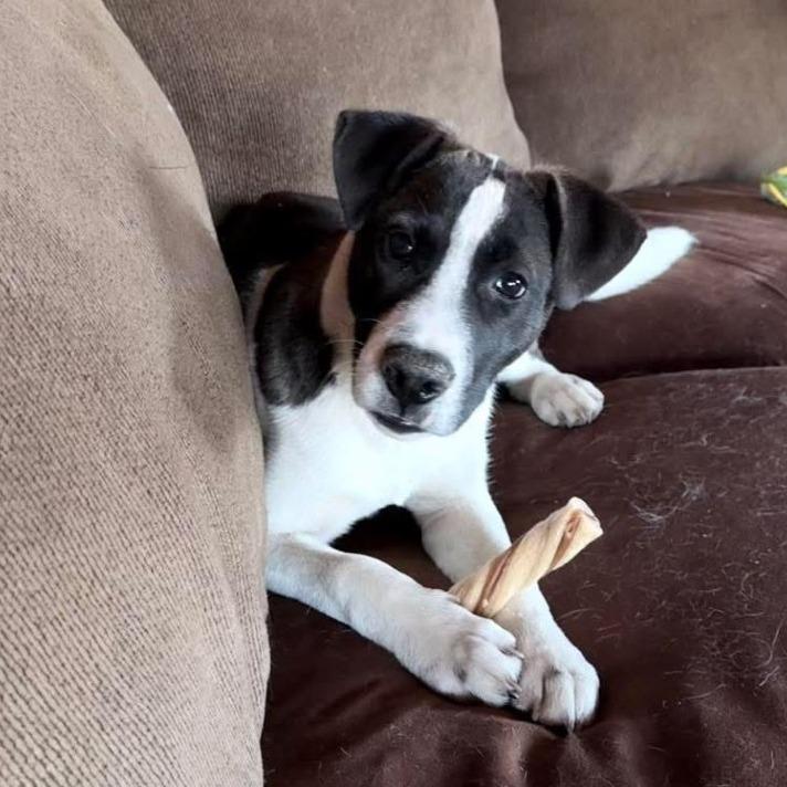 Enlarge Piper, a Adoptable mixed breed in Northville, MI image 4/5