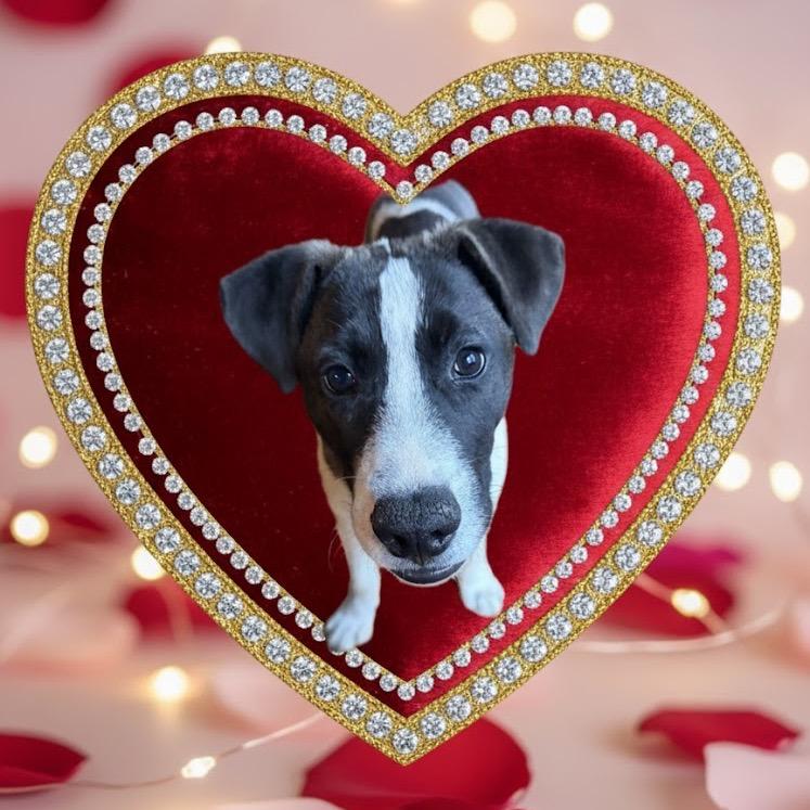 Enlarge Piper, a Adoptable mixed breed in Northville, MI image 5/5