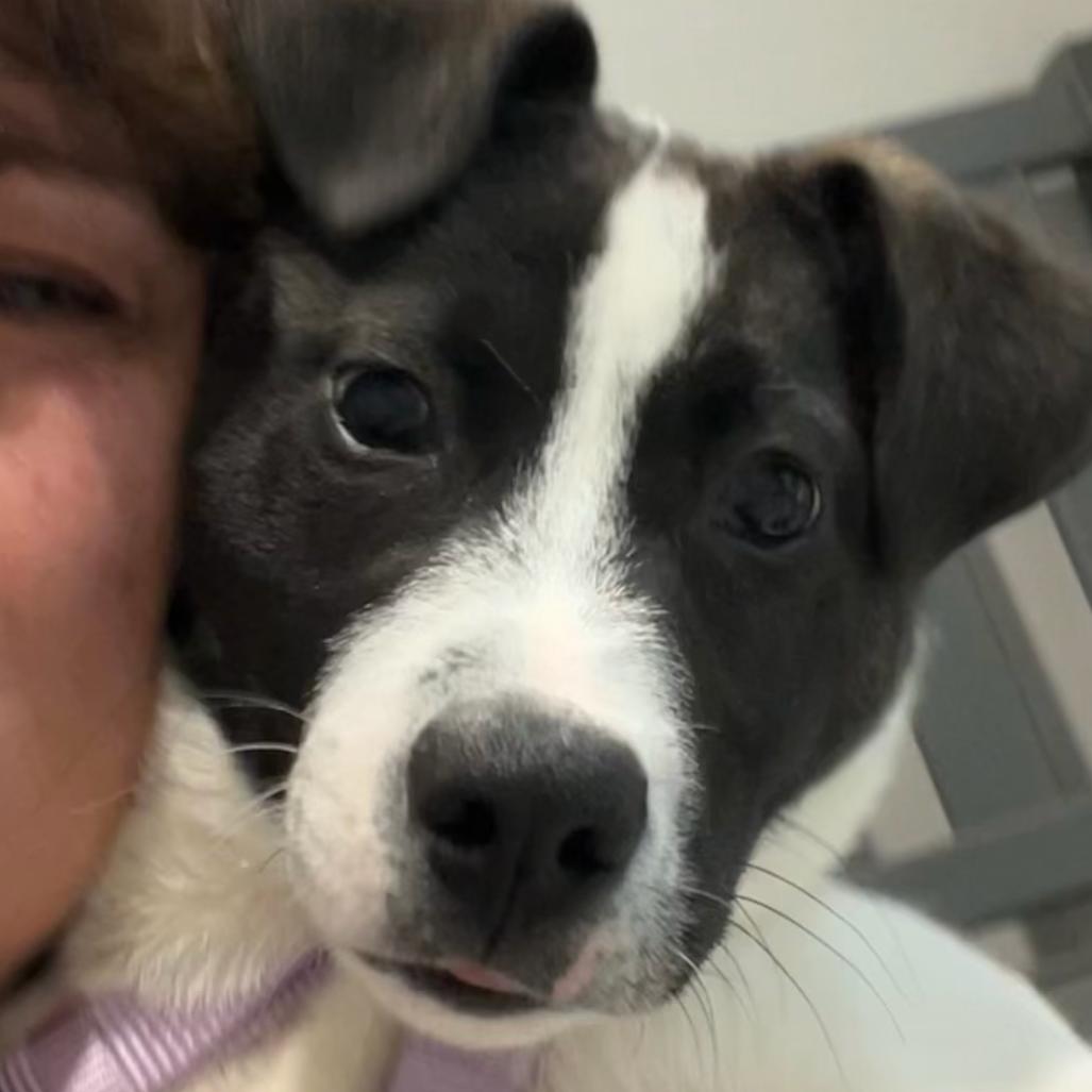 Piper, Adoptable, Puppy Female English Pointer.