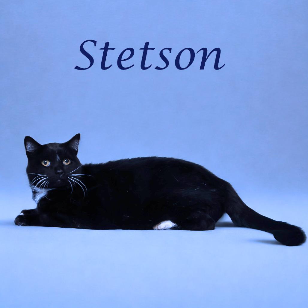 Enlarge Stetson C16-134, a Adoptable Domestic Short Hair in Lebanon, TN image 1/5