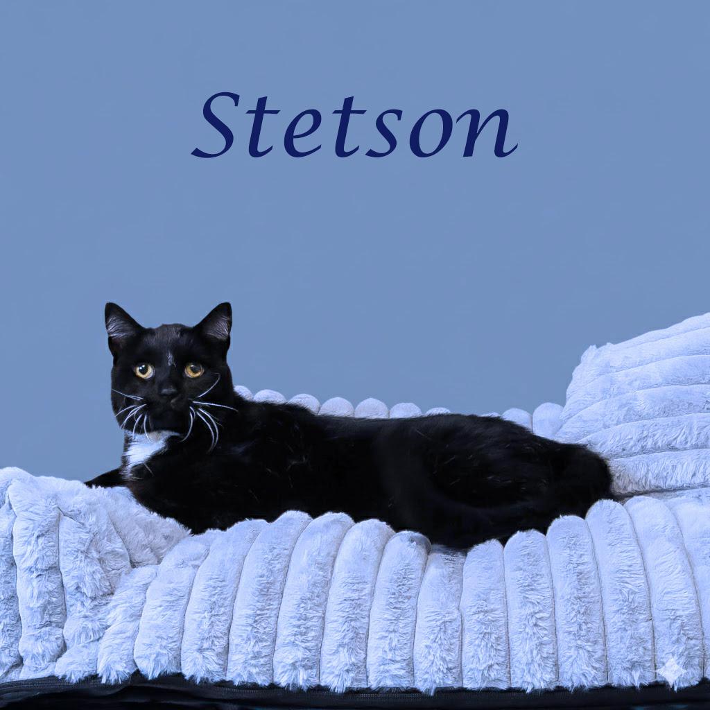 Enlarge Stetson C16-134, a Adoptable Domestic Short Hair in Lebanon, TN image 3/5