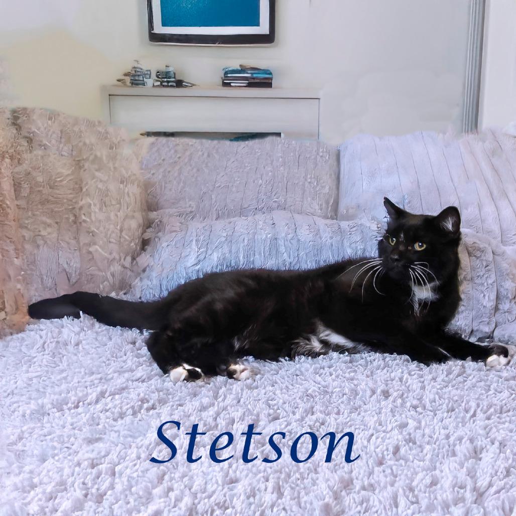 Enlarge Stetson C16-134, a Adoptable Domestic Short Hair in Lebanon, TN image 4/5