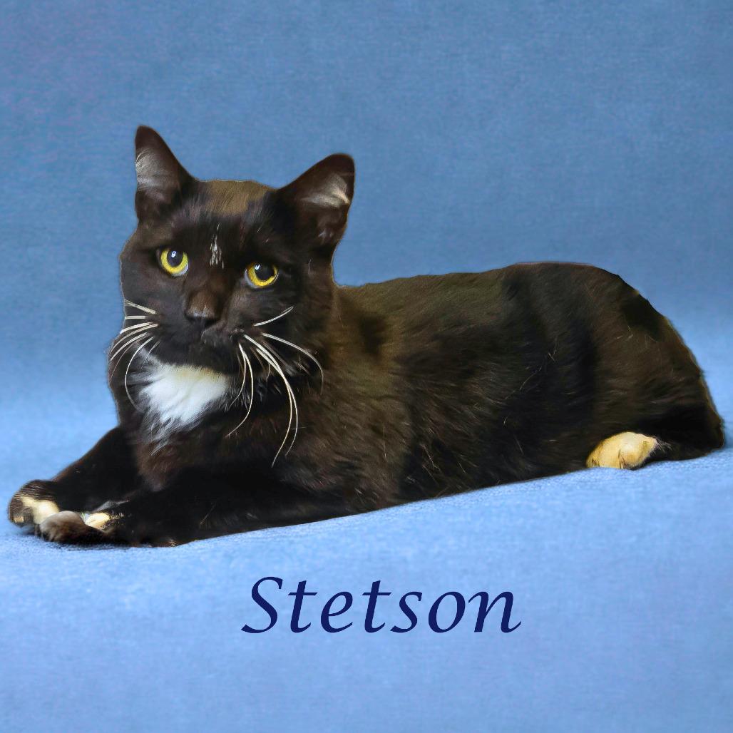 Enlarge Stetson C16-134, a Adoptable Domestic Short Hair in Lebanon, TN image 5/5