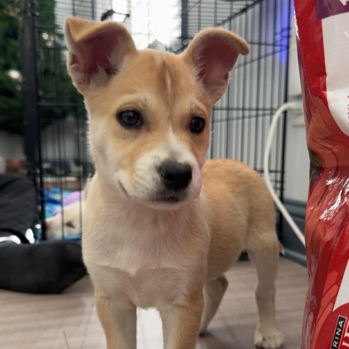 Enlarge Penny, a Adoptable mixed breed in Rockford, IL image 2/6