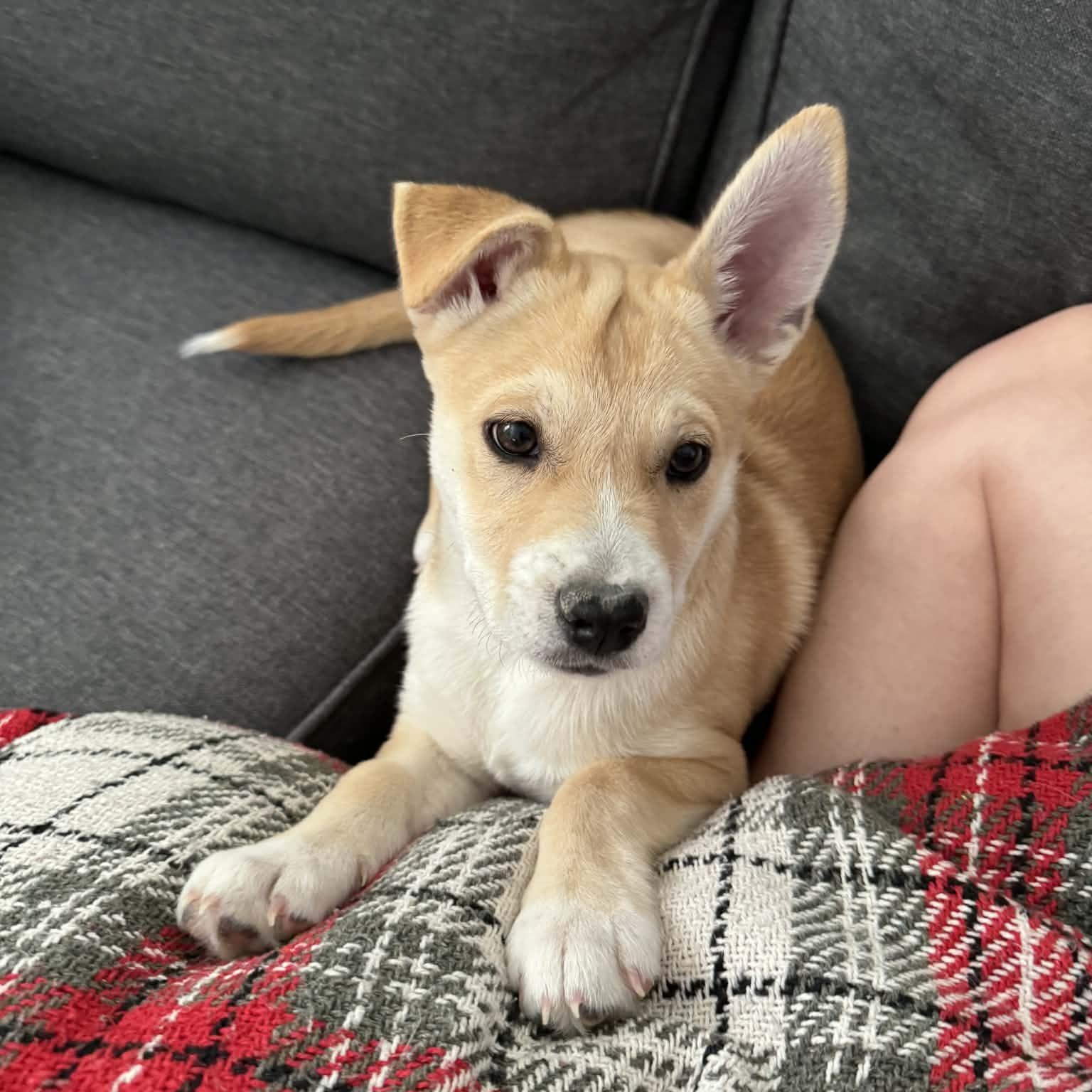 Penny, Adoptable, Puppy Female Terrier.