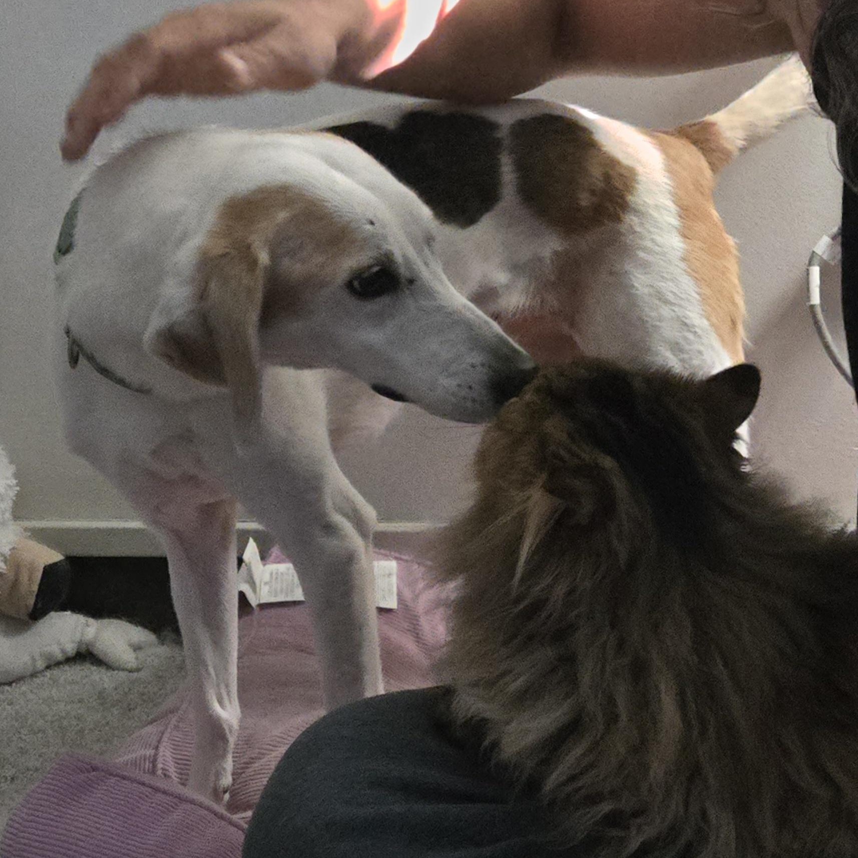 Liza- Super Snuggly Persian, Dog friendly, a Adopted mixed breed in Woodbridge, VA image 6/6