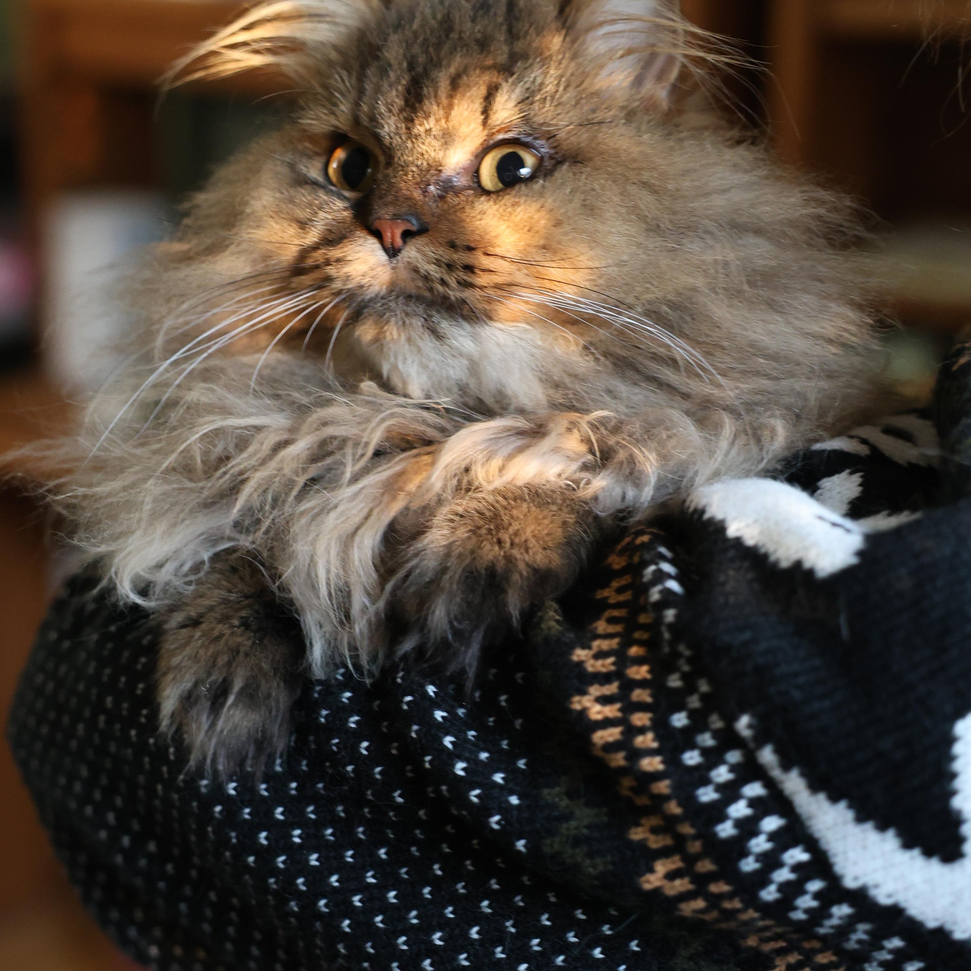 Liza- Super Snuggly Persian, Dog friendly, a Adopted mixed breed in Woodbridge, VA image 1/6