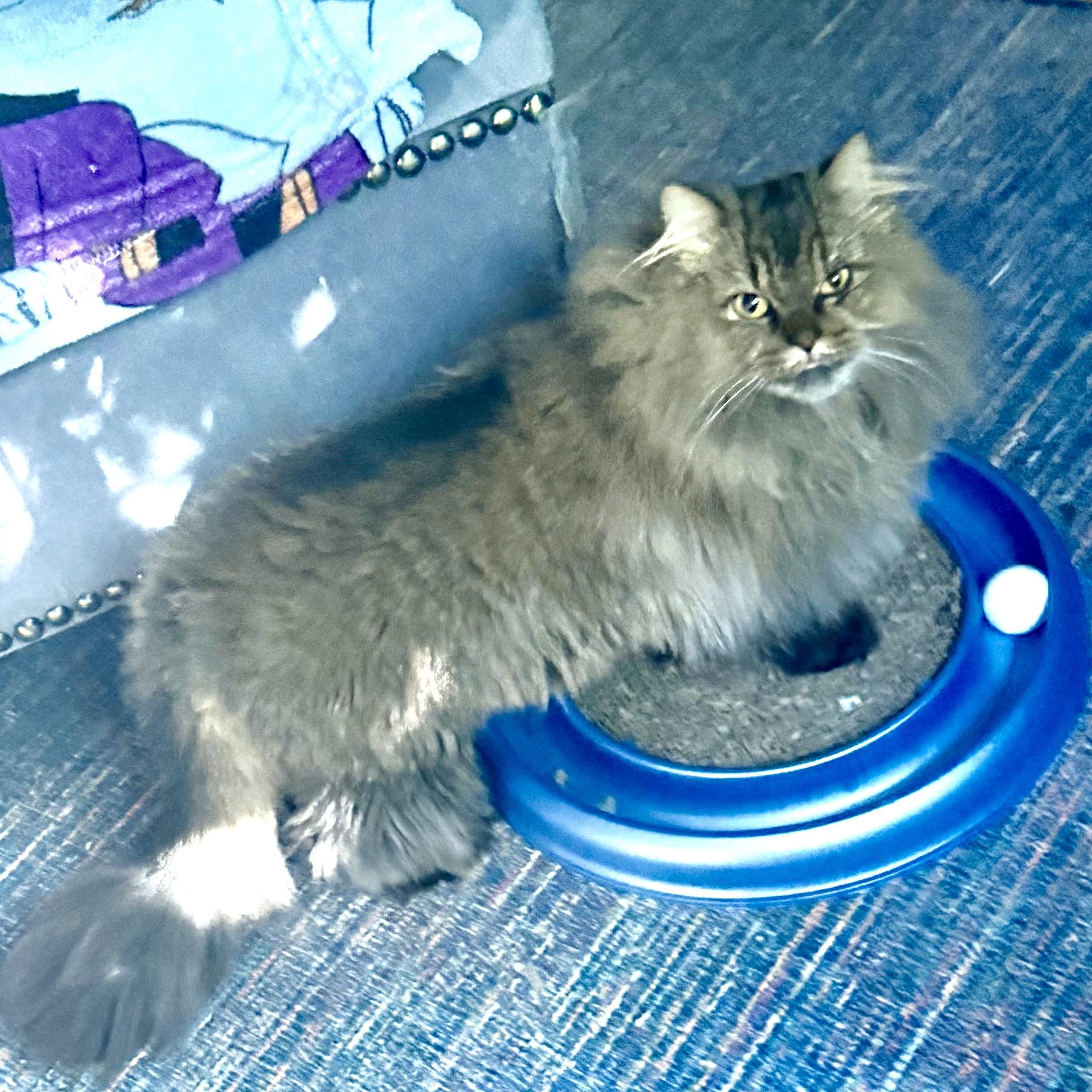 Liza- Super Snuggly Persian, Dog friendly, Adopted, Adult Female Persian.