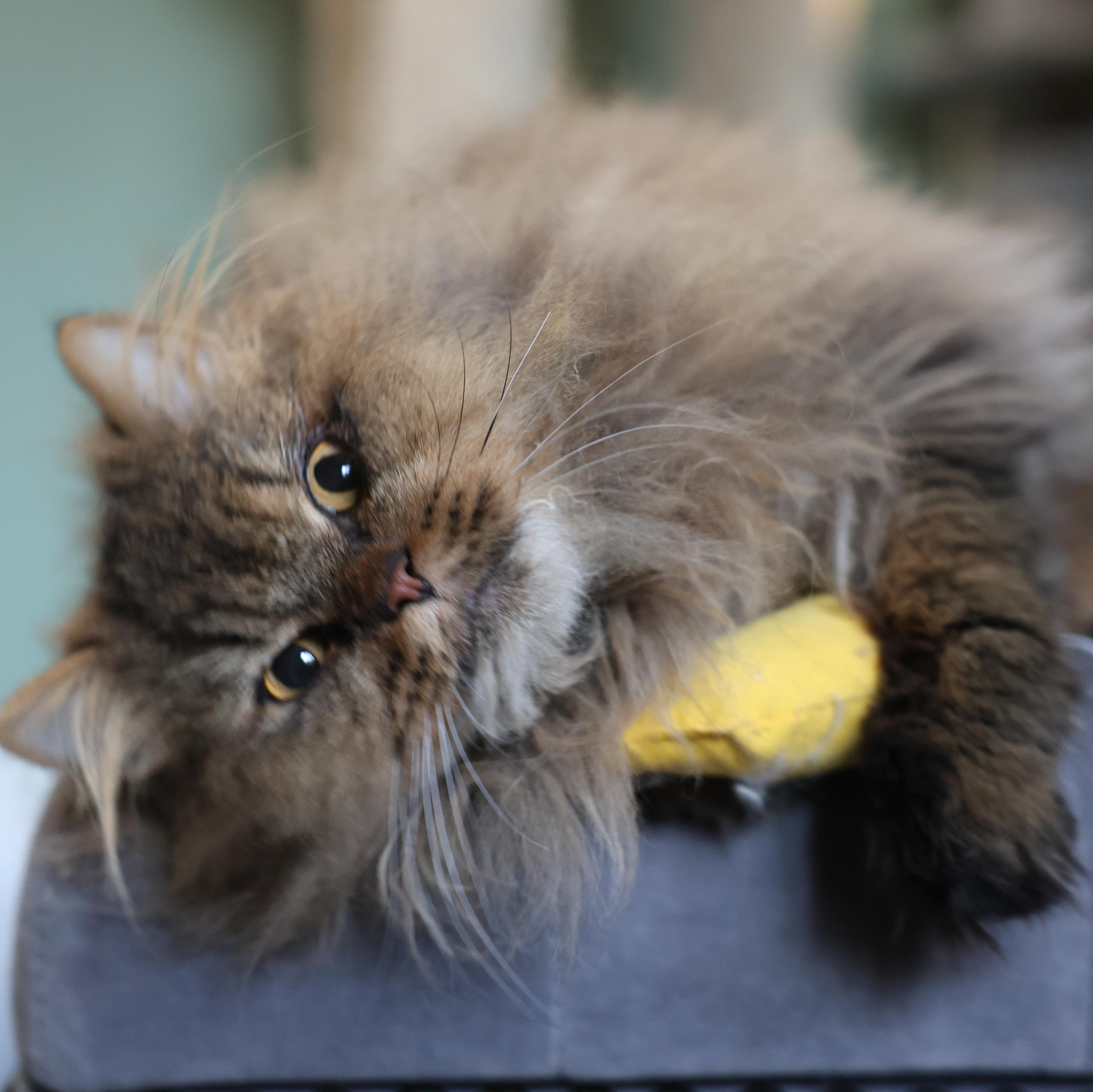 Liza- Super Snuggly Persian, Dog friendly, a Adopted mixed breed in Woodbridge, VA image 4/6