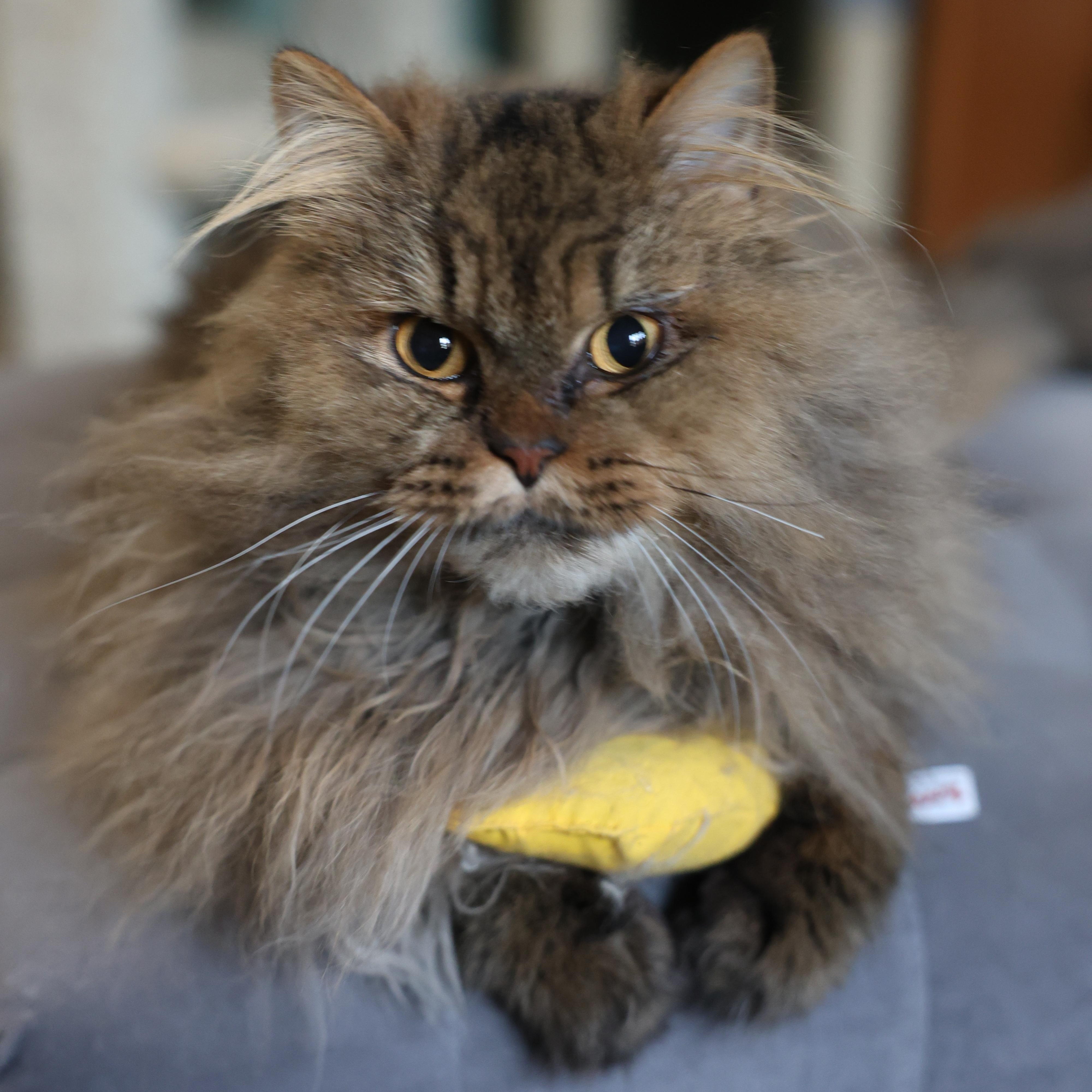 Liza- Super Snuggly Persian, Dog friendly, a Adopted mixed breed in Woodbridge, VA image 2/6