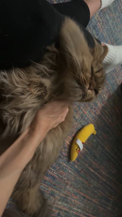 Enlarge Liza- Super Snuggly Persian, Dog friendly, a Adopted mixed breed in Woodbridge, VA video 5/6