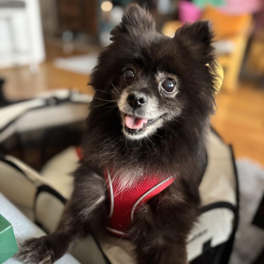 Diana Ross, ADOPTABLE, Senior Female Pomeranian.