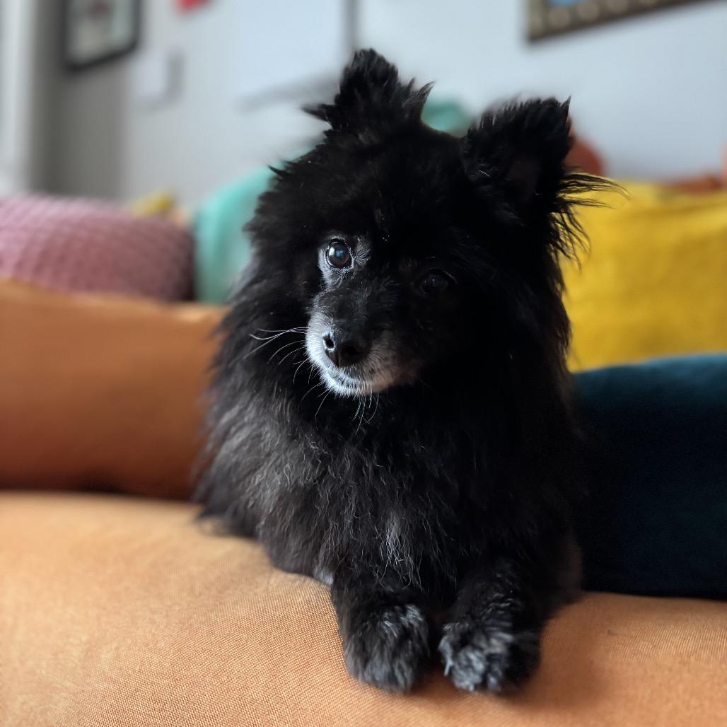 Enlarge Diana Ross, a ADOPTABLE Pomeranian in Chicago, IL image 3/3