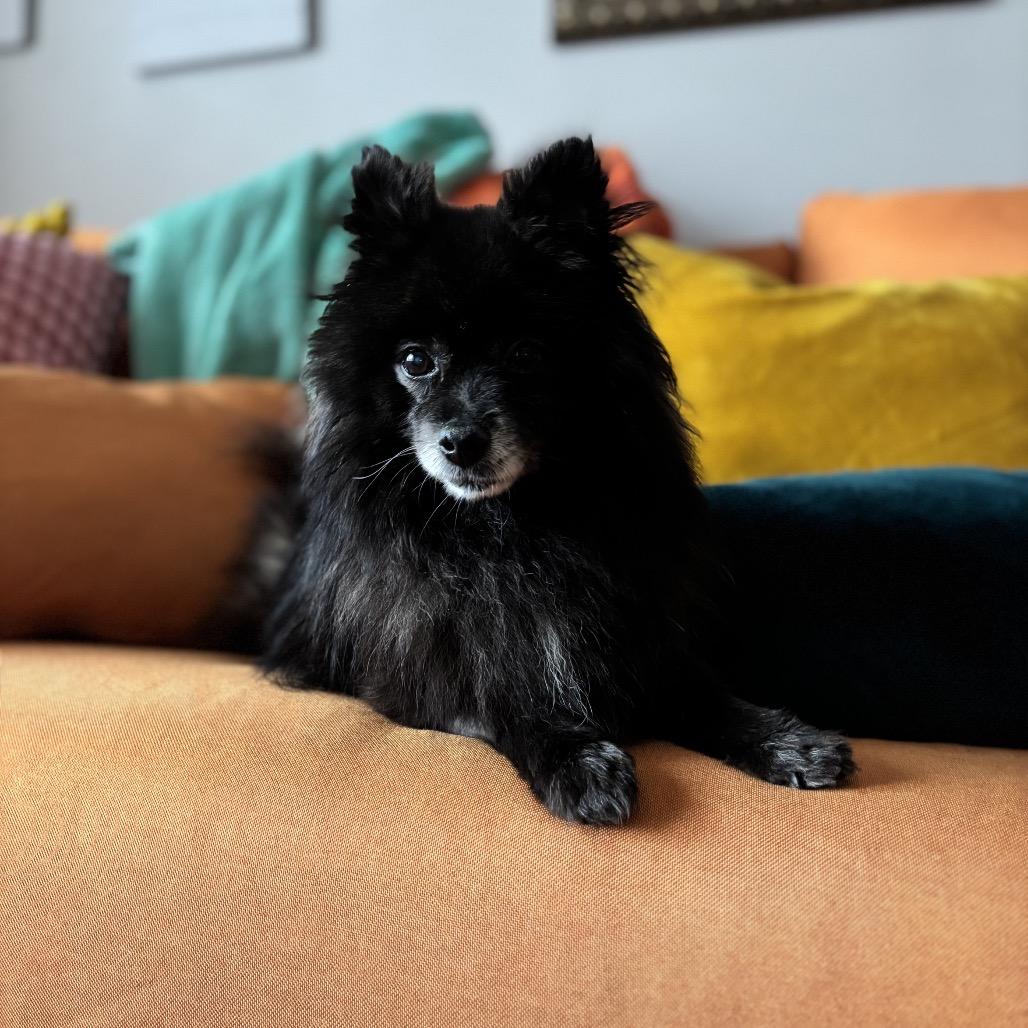 Enlarge Diana Ross, a ADOPTABLE Pomeranian in Chicago, IL image 2/3