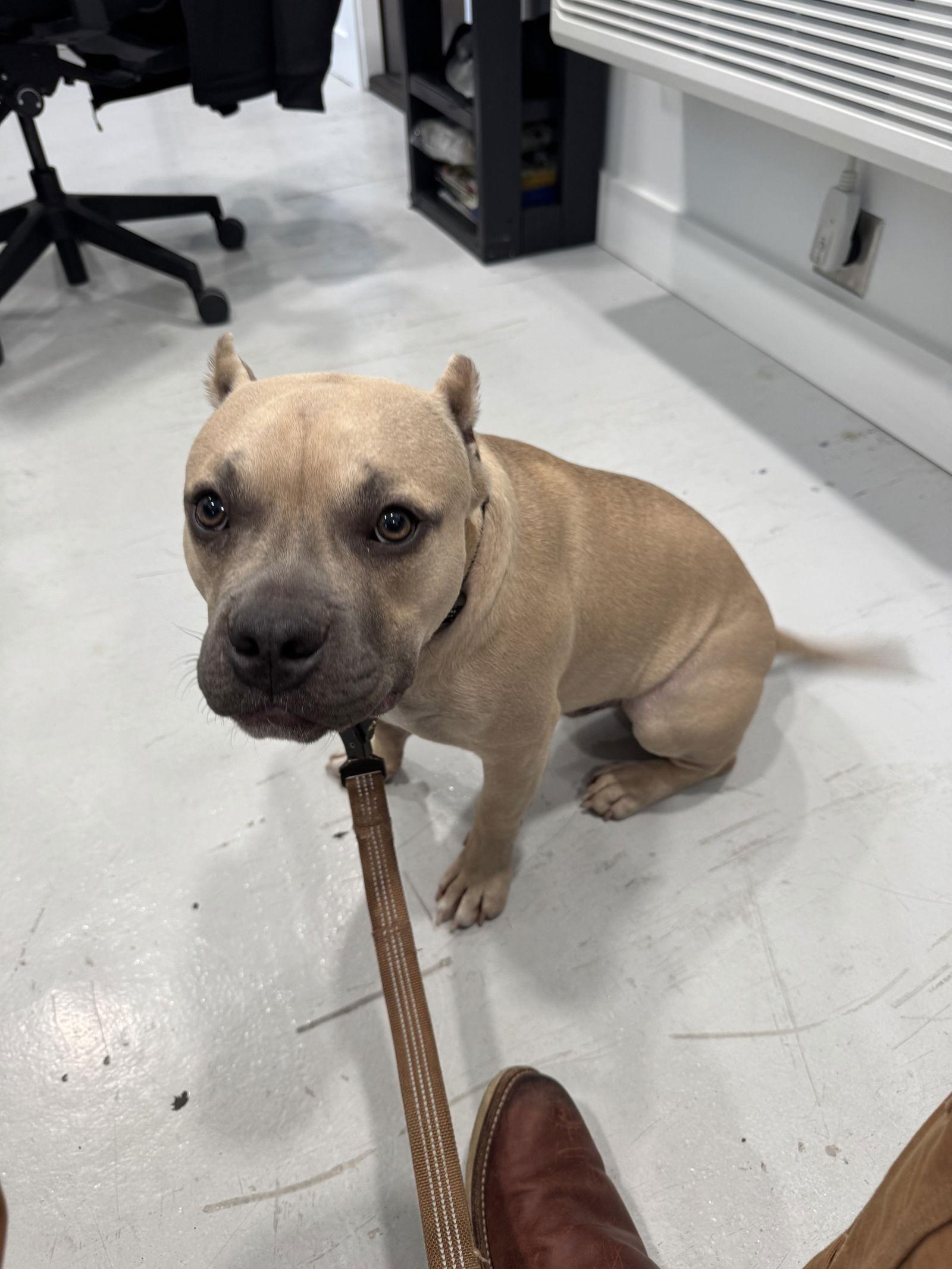 Hippo, Adopted, Young Male American Staffordshire Terrier.