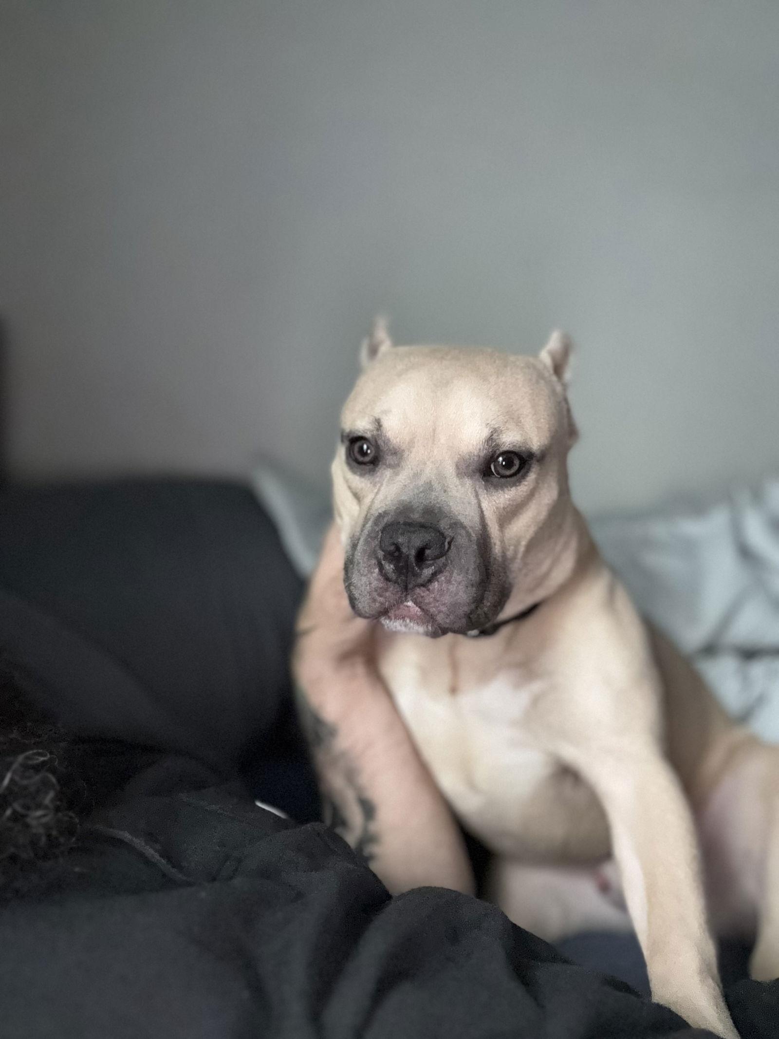 Enlarge Hippo, a Adopted American Staffordshire Terrier in Antioch, TN image 2/3